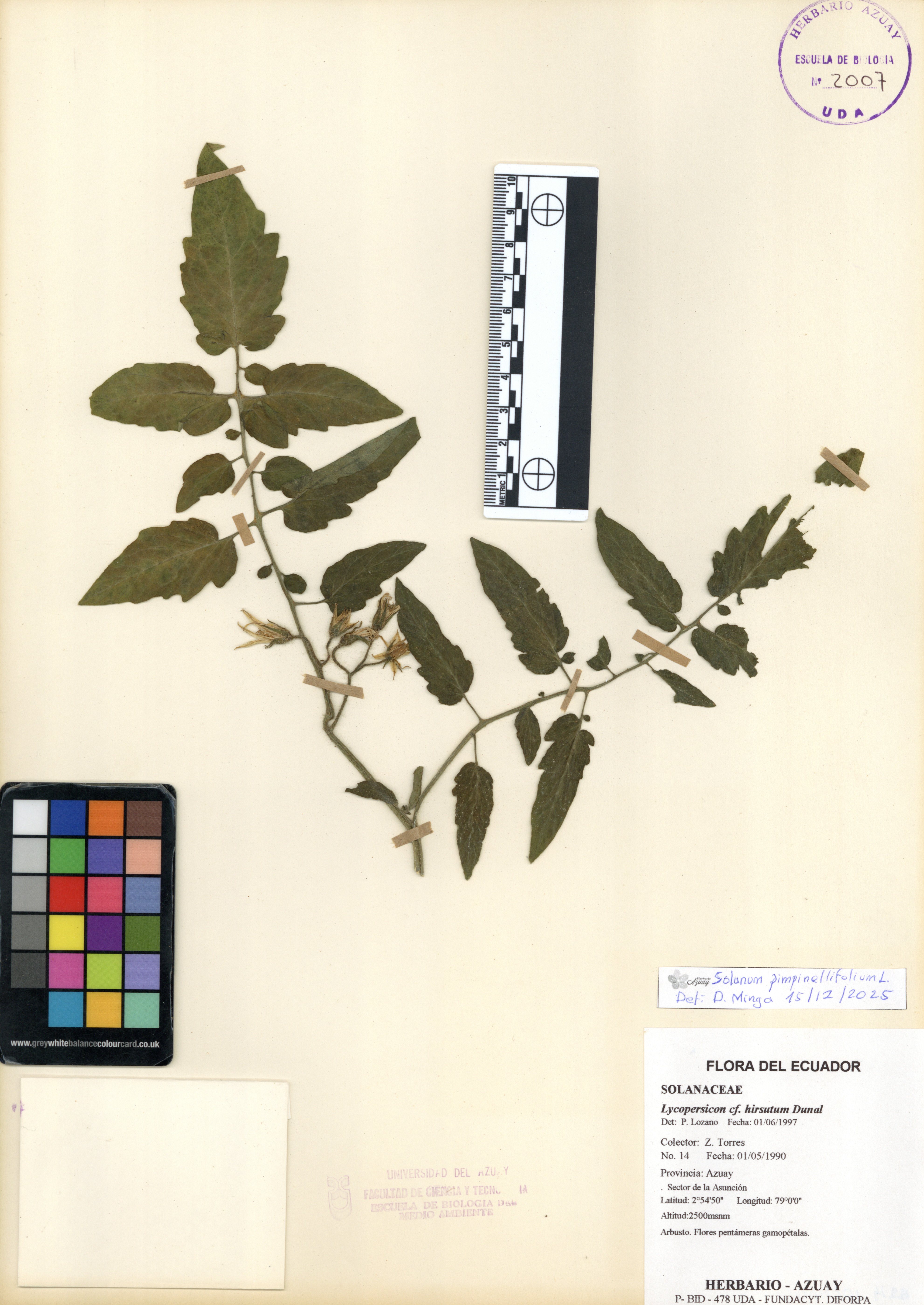 Solanum pimpinellifolium L.