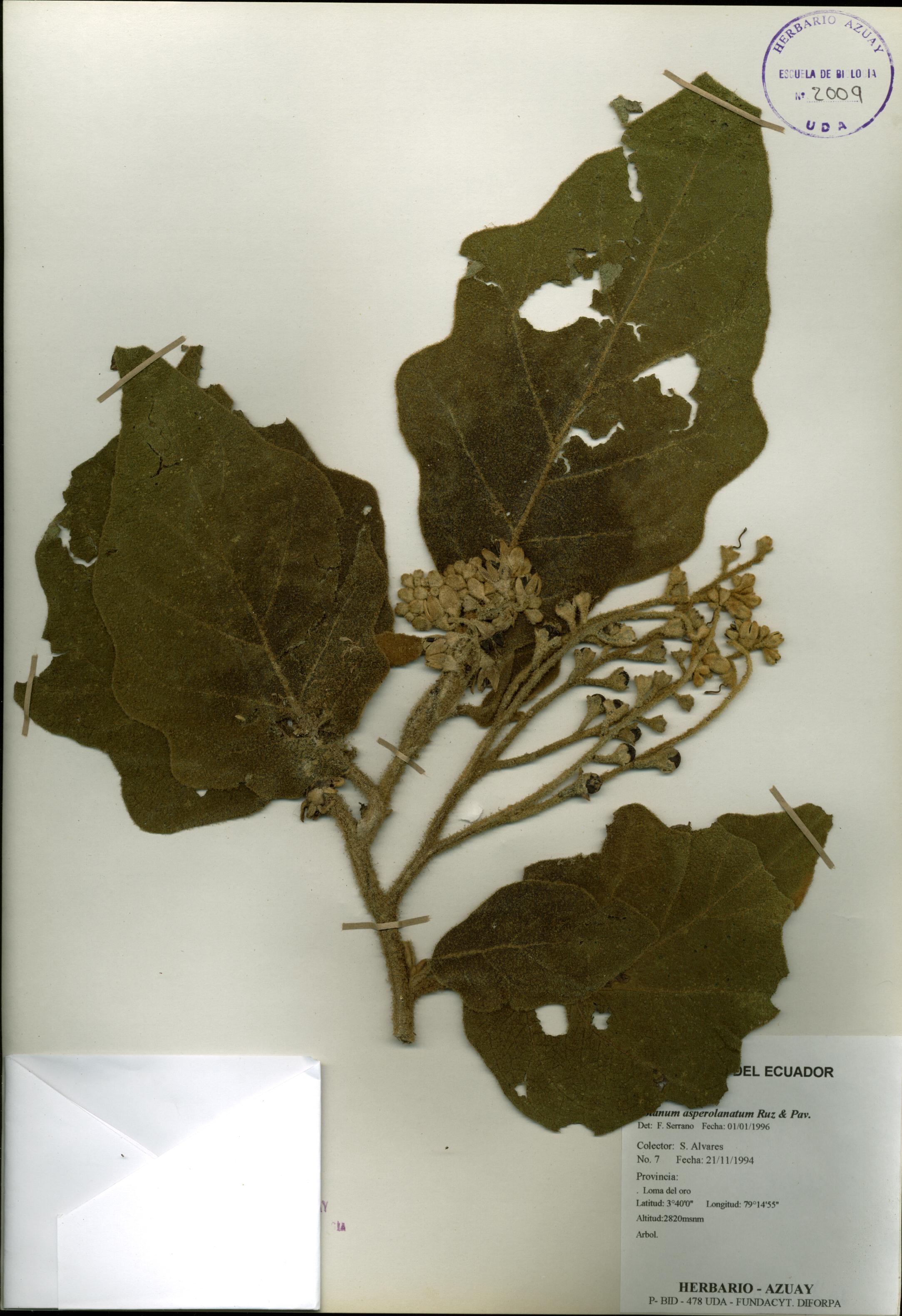 Solanum asperolanatum Ruiz & Pav.