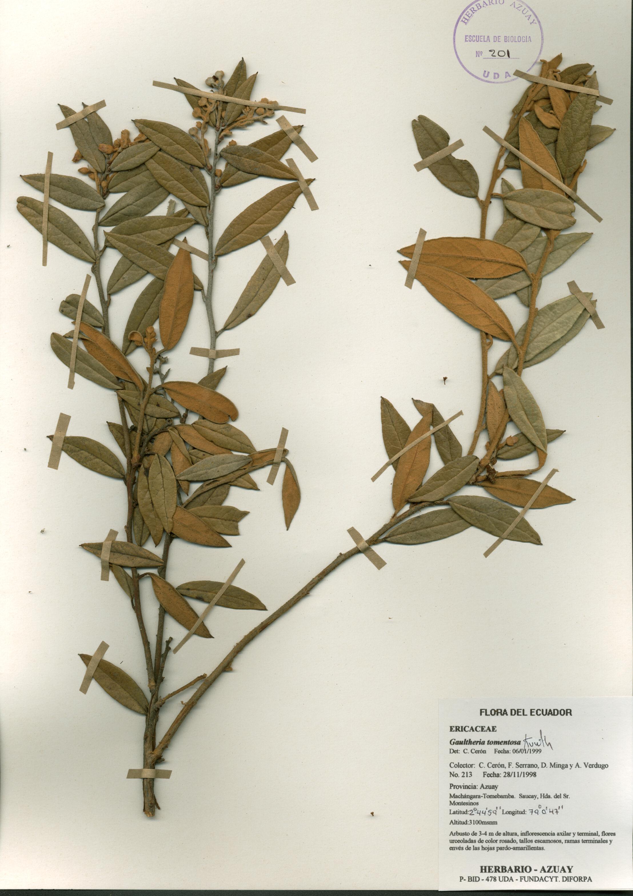 Gaultheria tomentosa Kunth