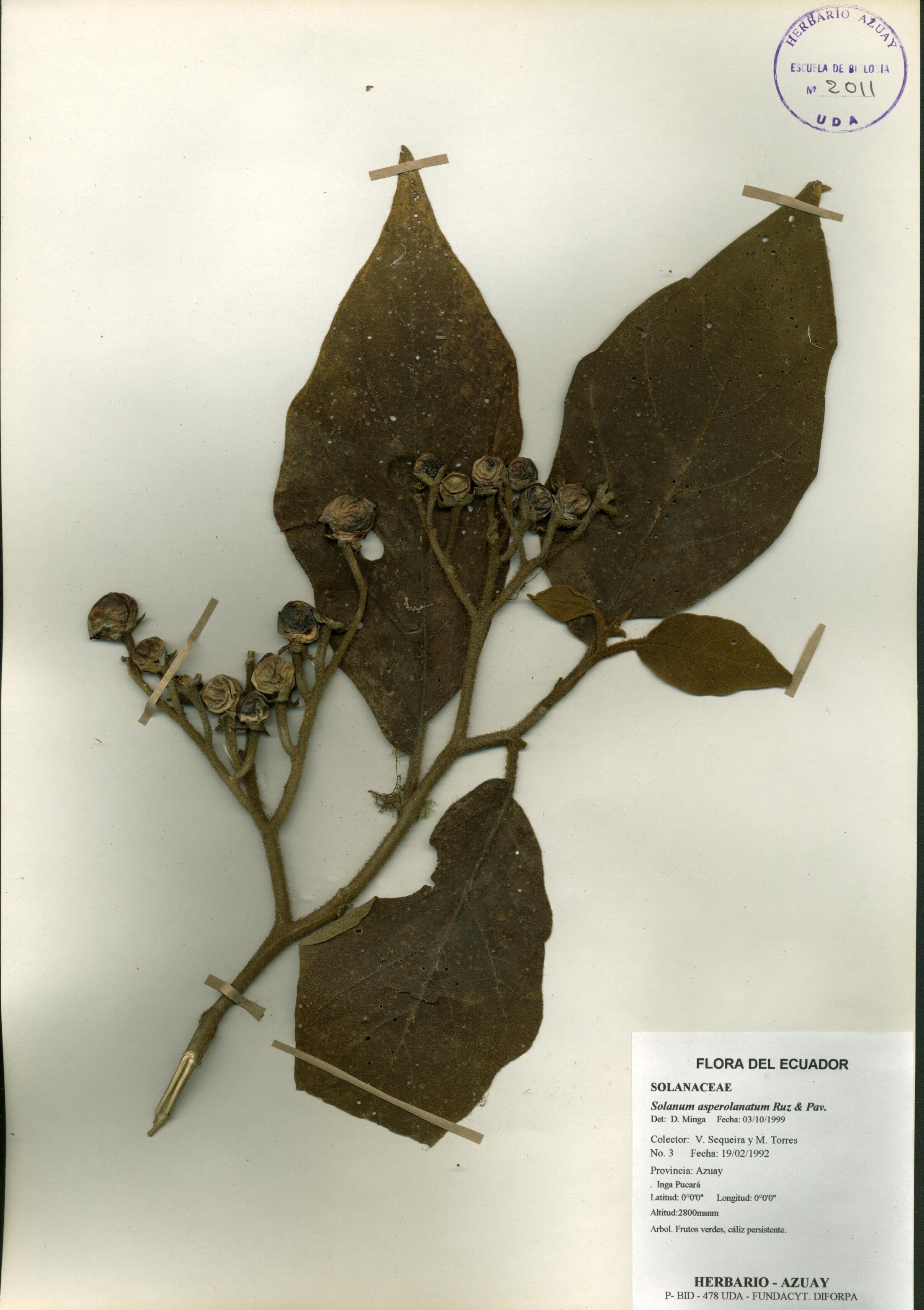 Solanum asperolanatum Ruiz & Pav.