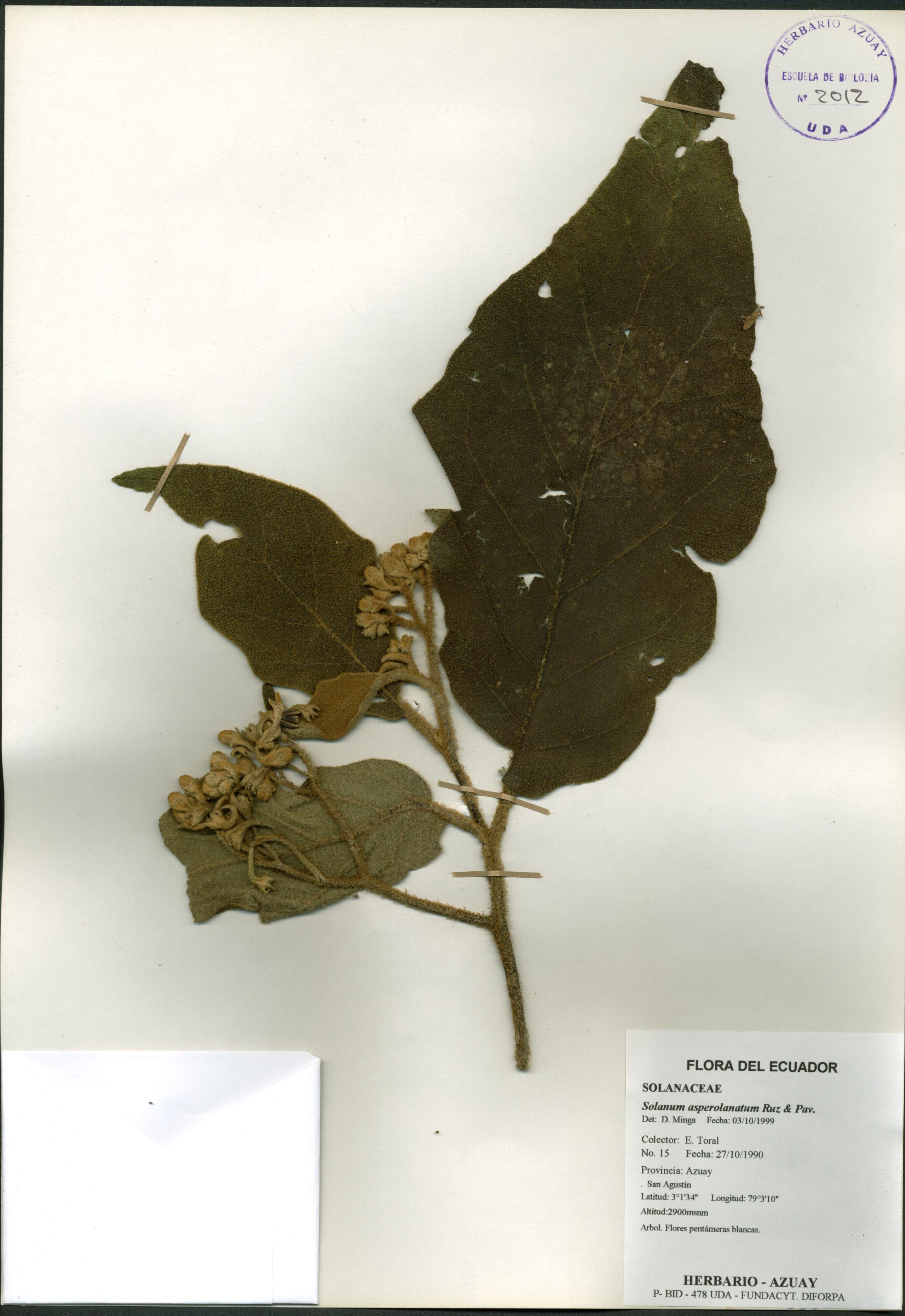 Solanum asperolanatum Ruiz & Pav.