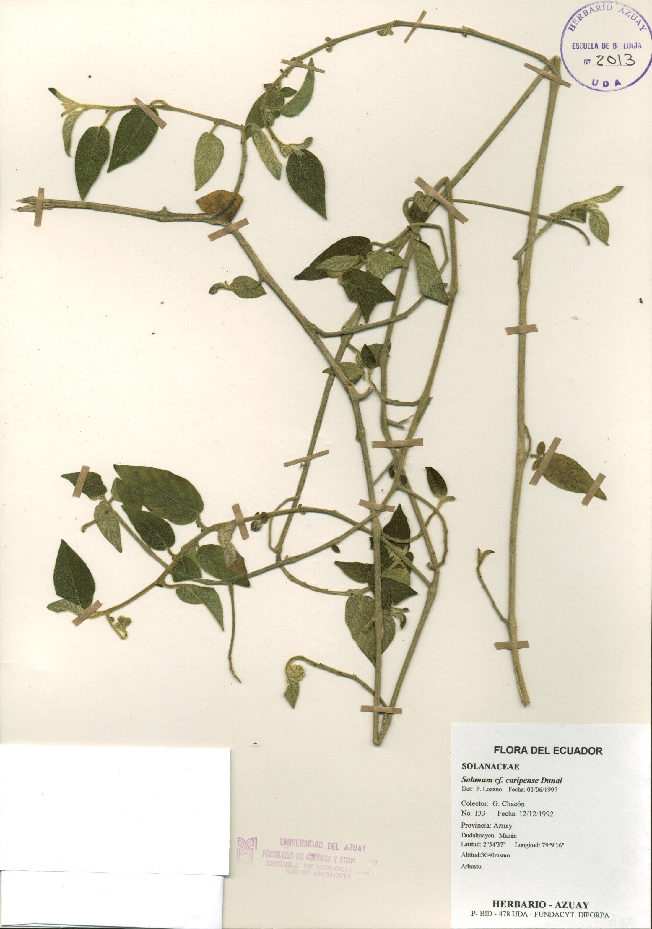 Solanum caripense Dunal