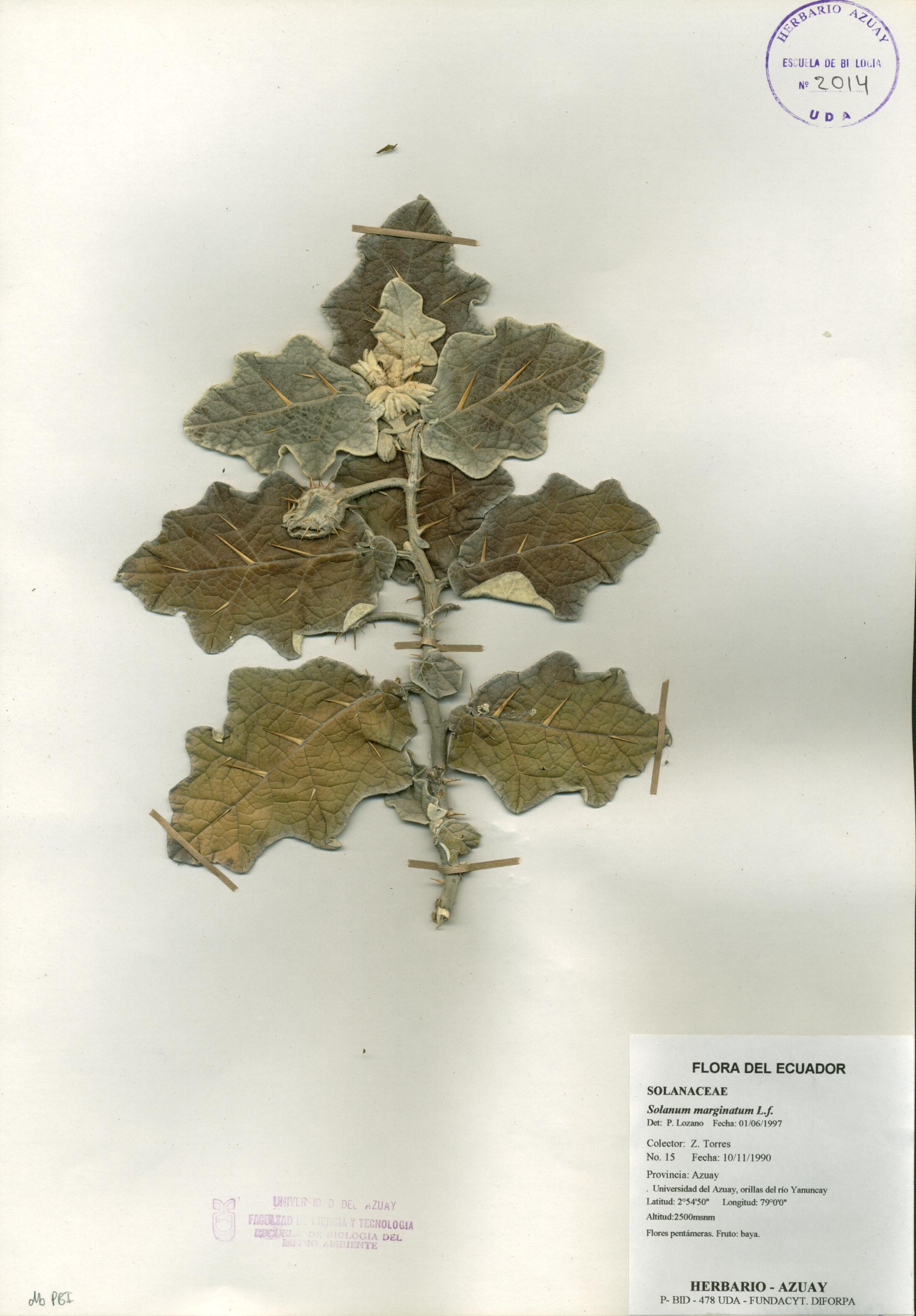 Solanum marginatum L.f.