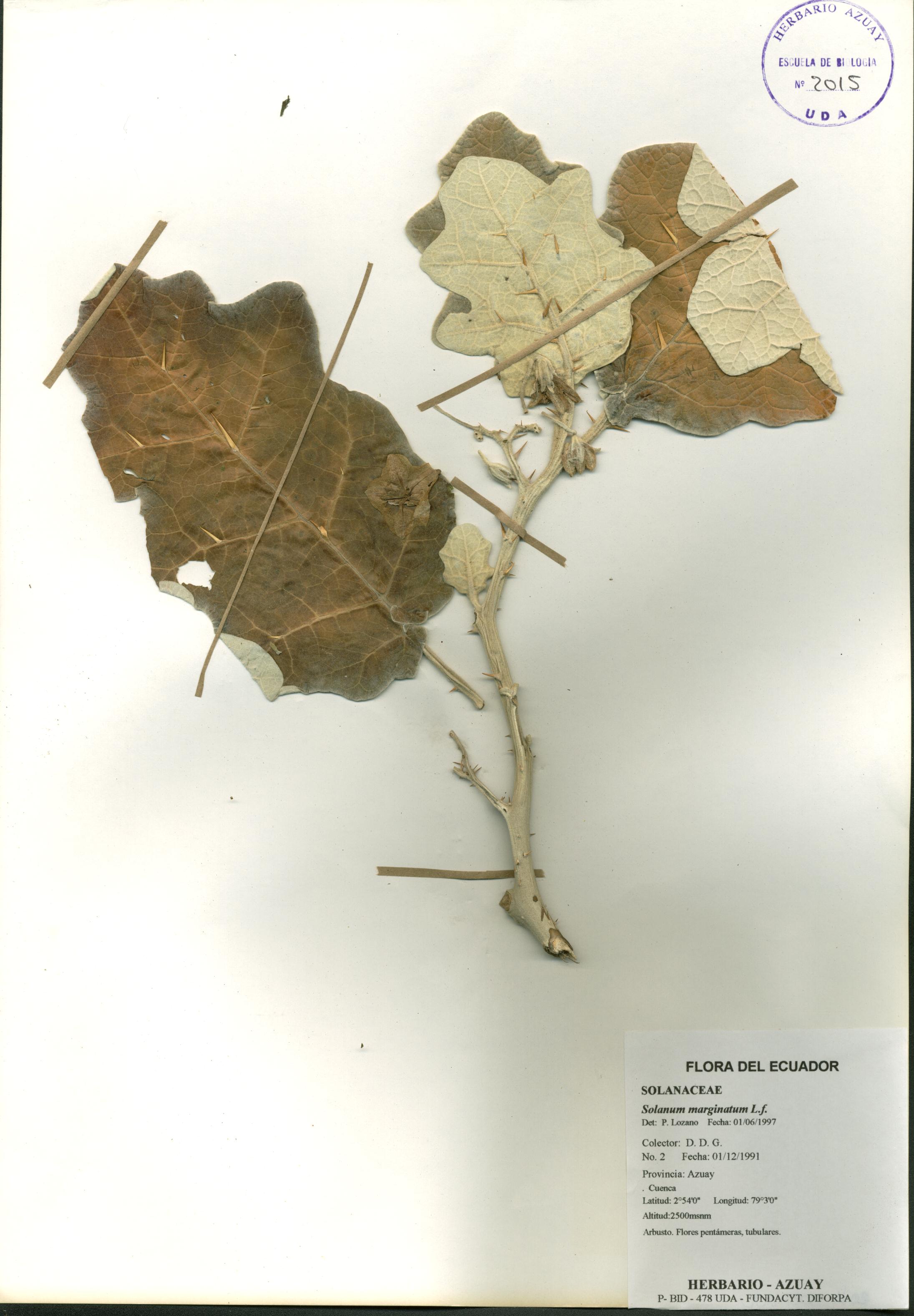 Solanum marginatum L.f.