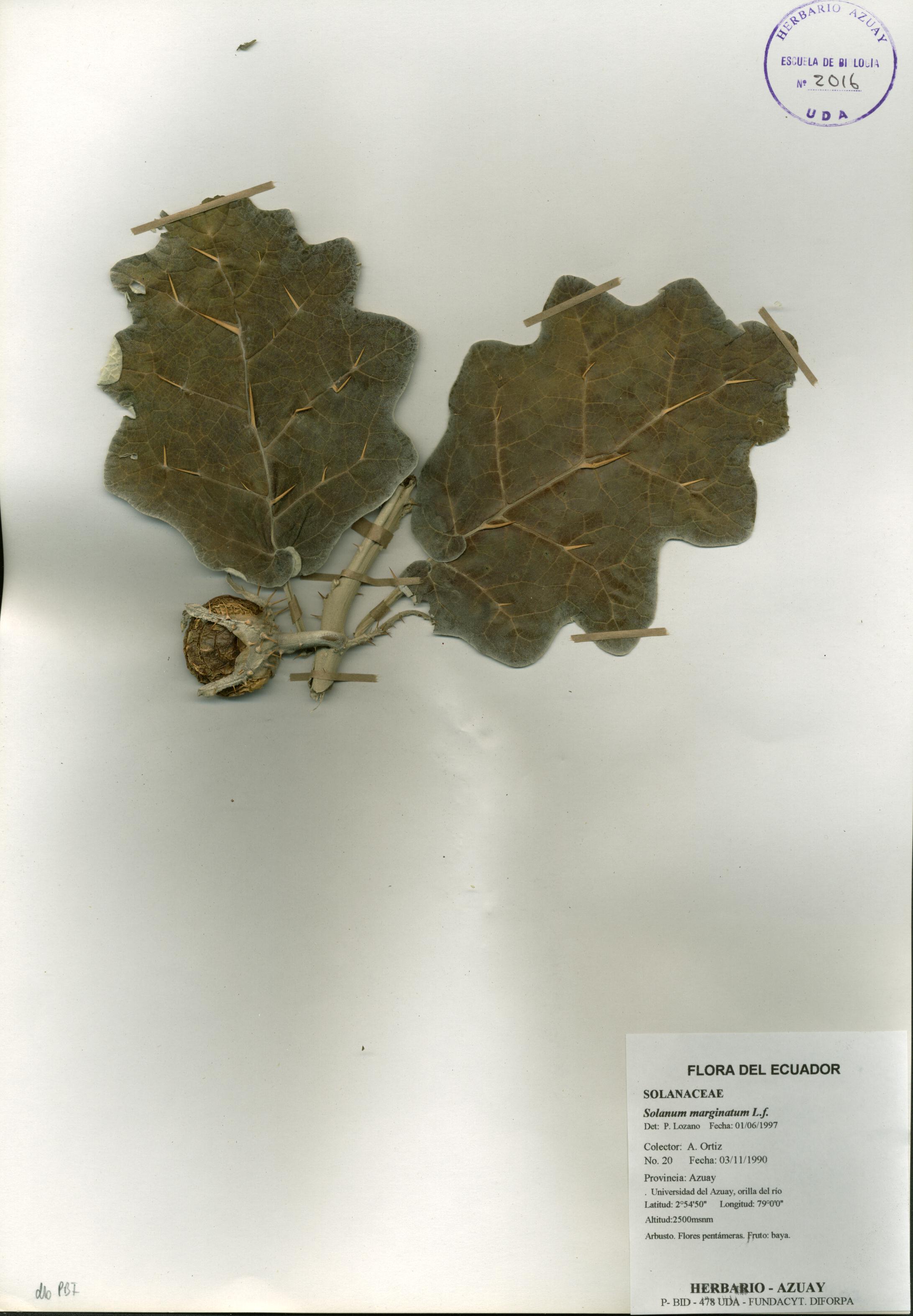 Solanum marginatum L.f.