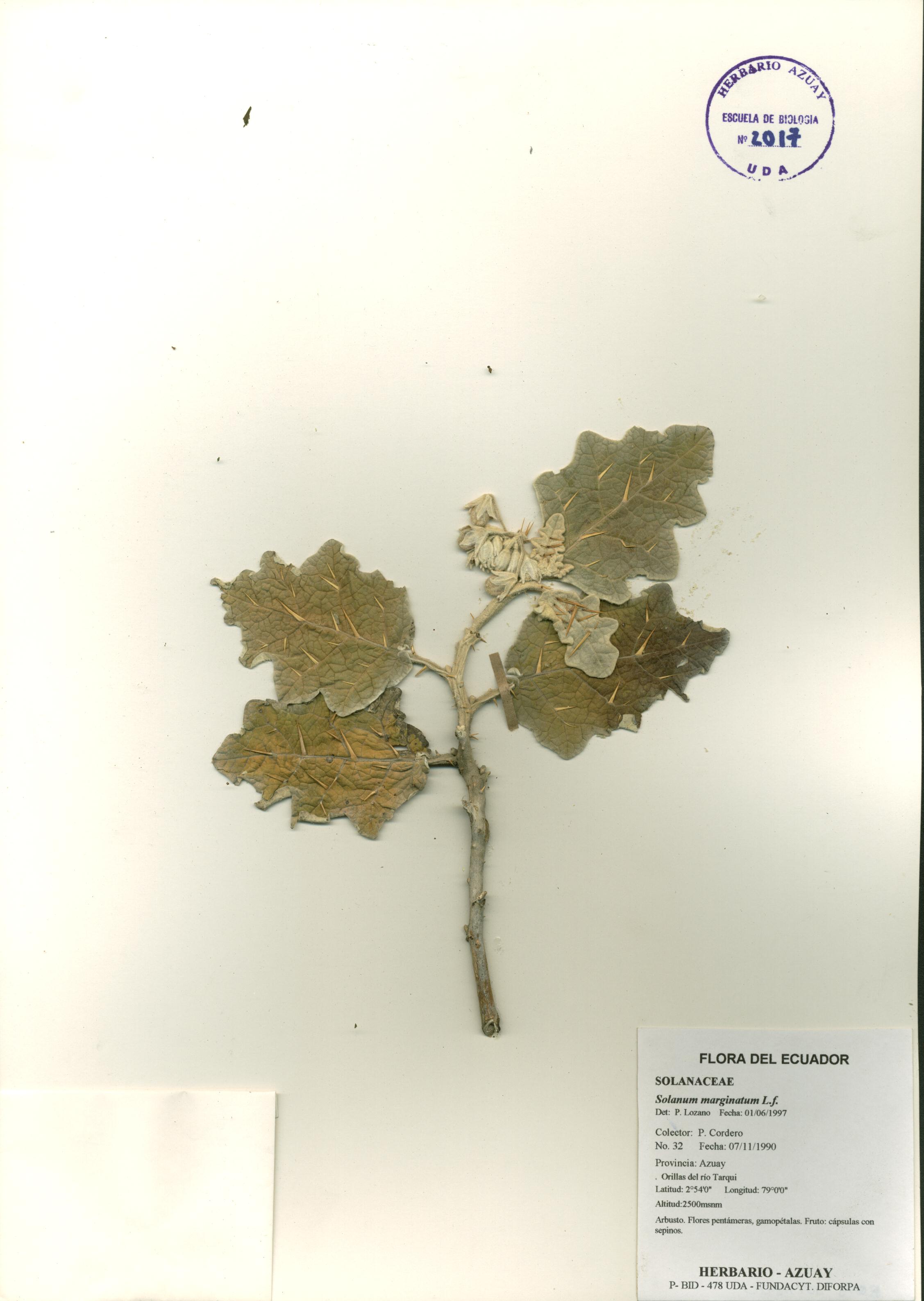 Solanum marginatum L.f.