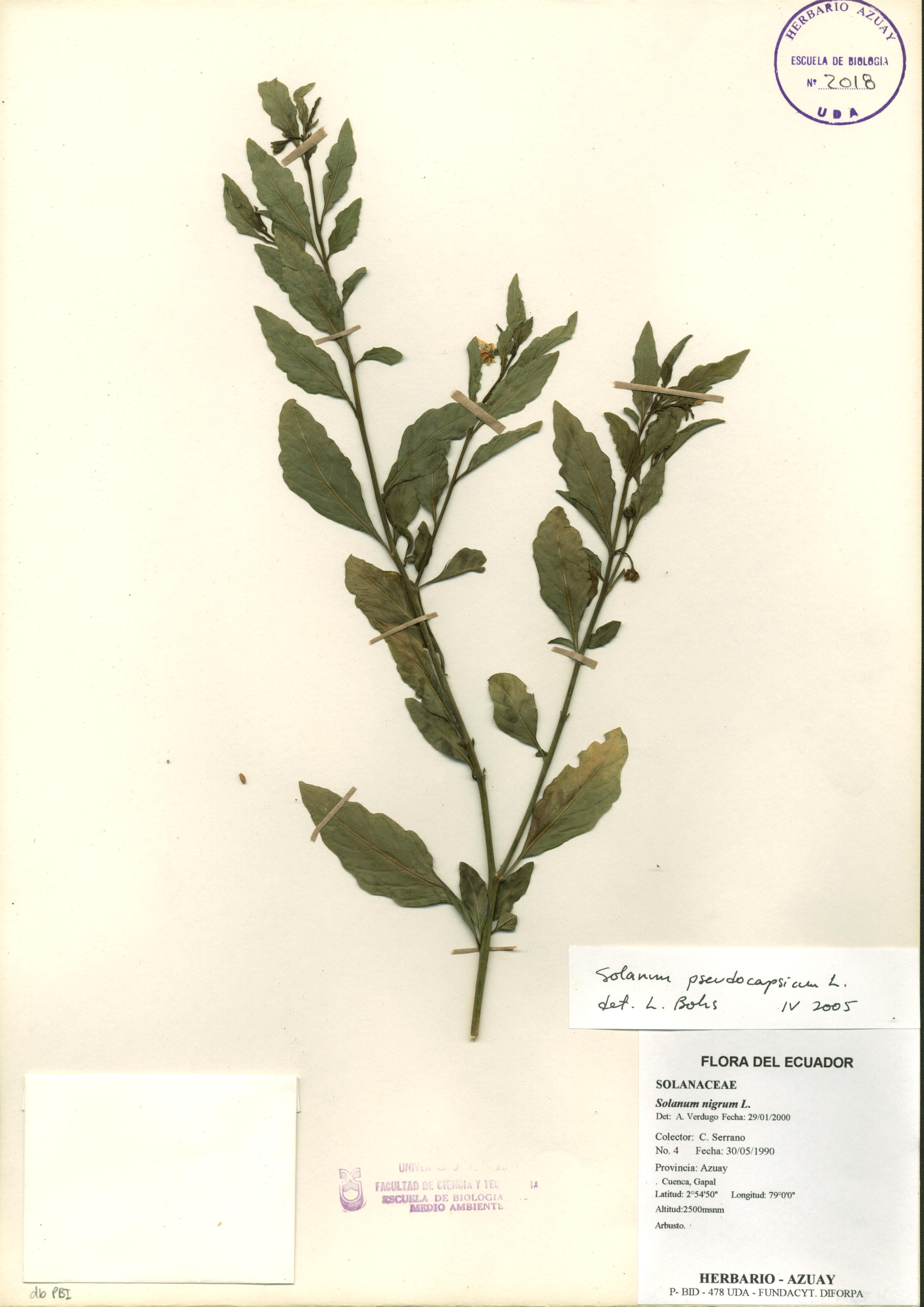 Solanum pseudocapsicum L.