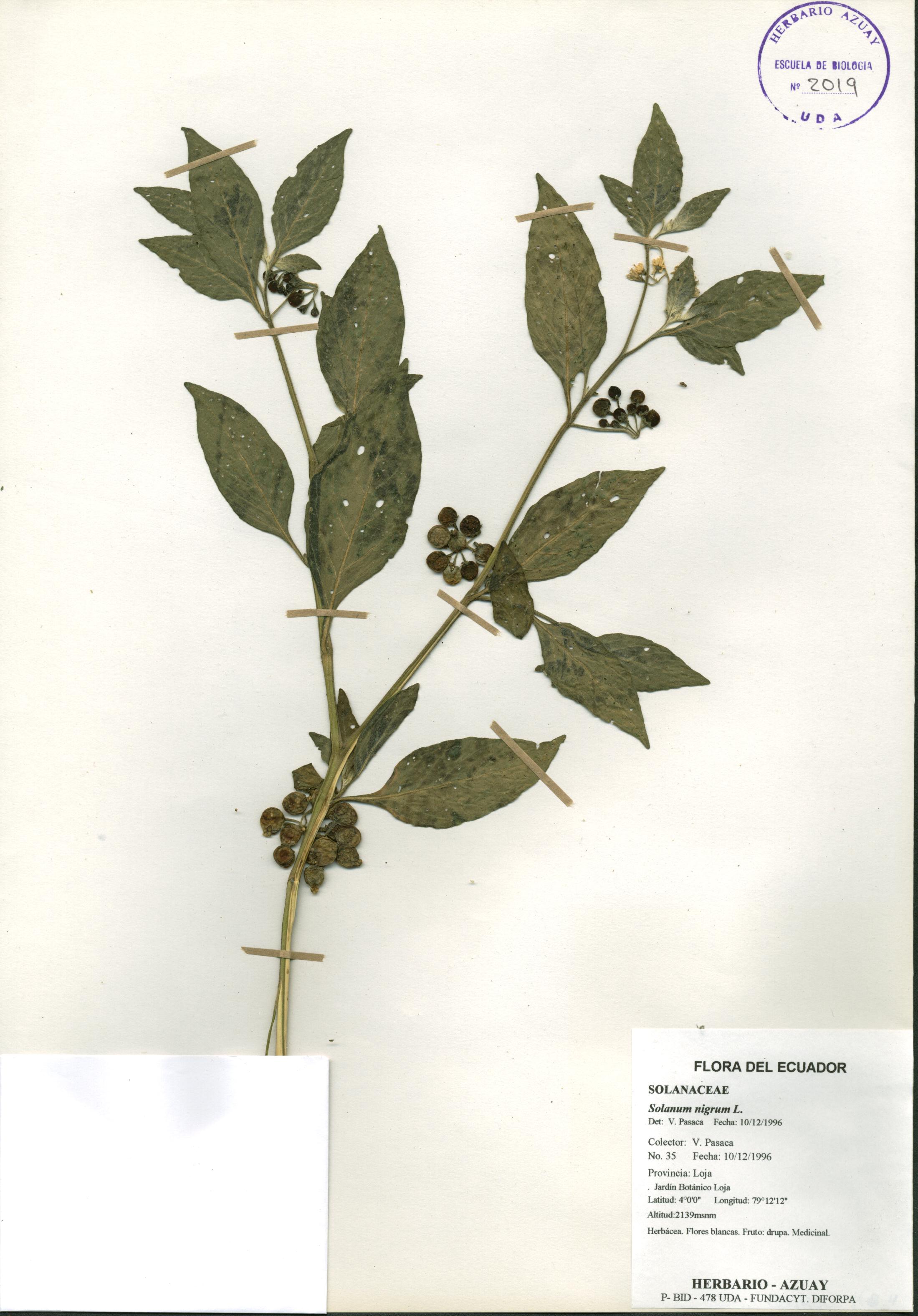 Solanum nigrum L.