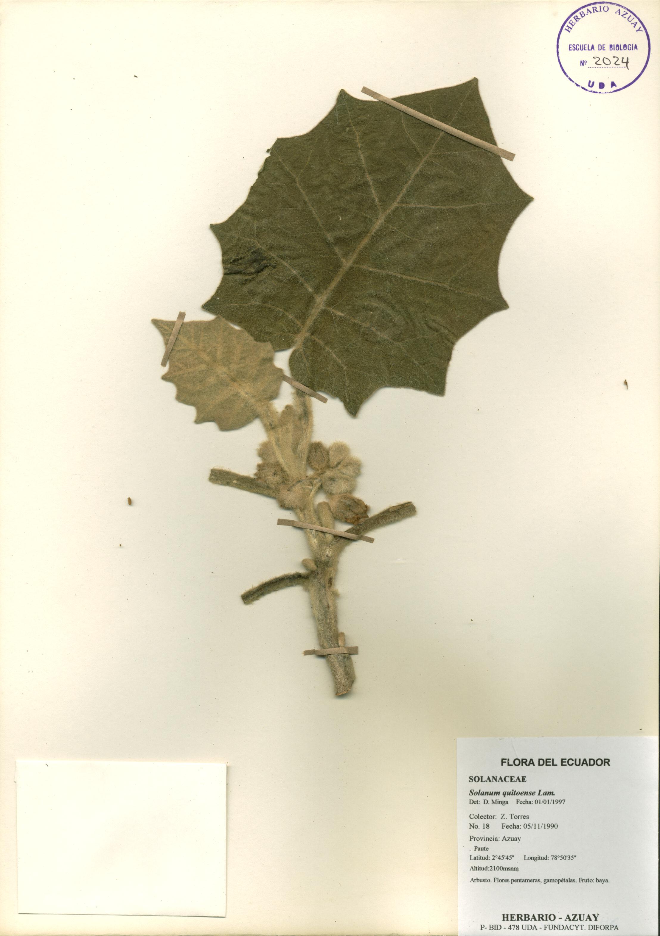 Solanum quitoense Lam.