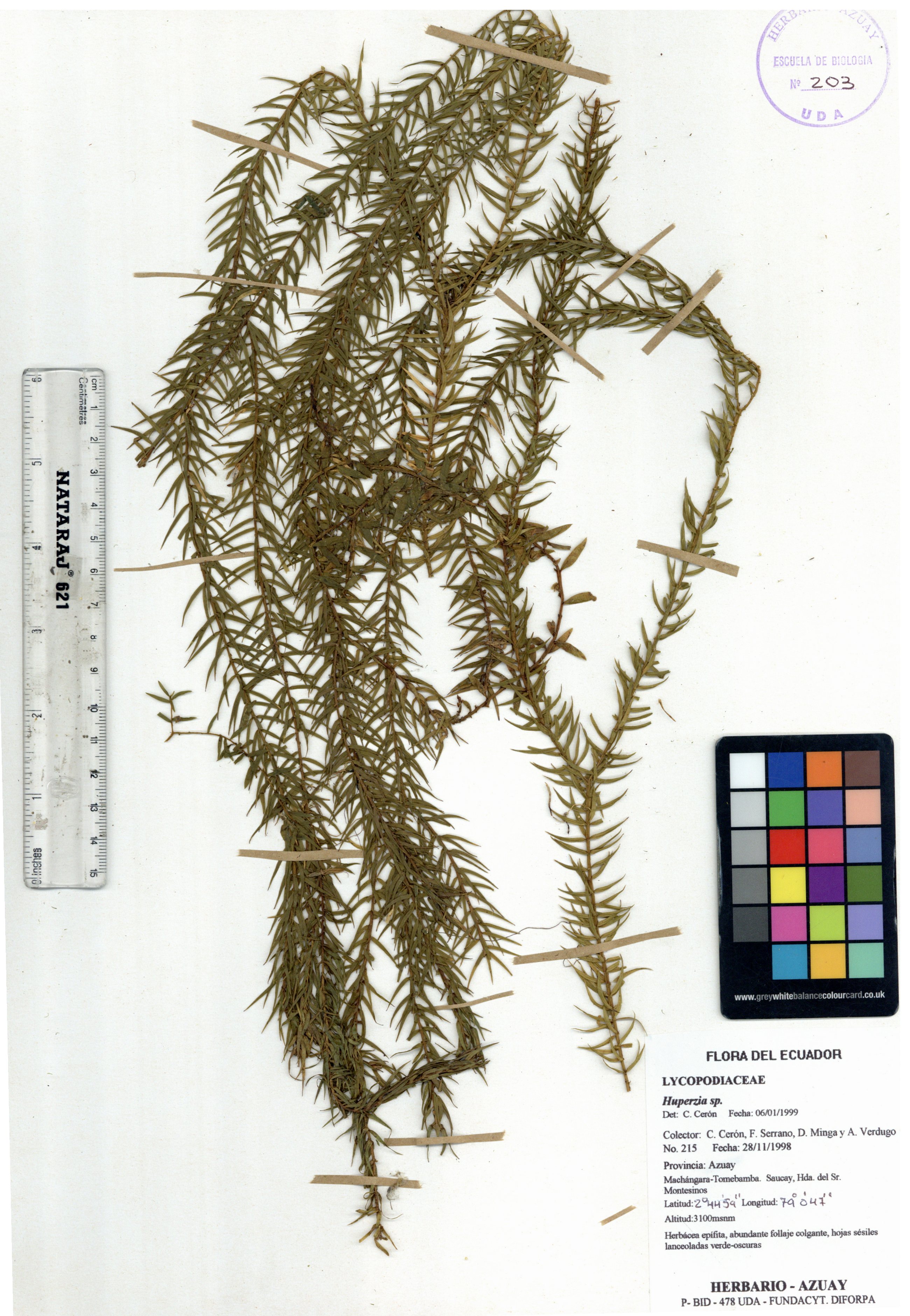 Huperzia sp. SIN DETERMINAR