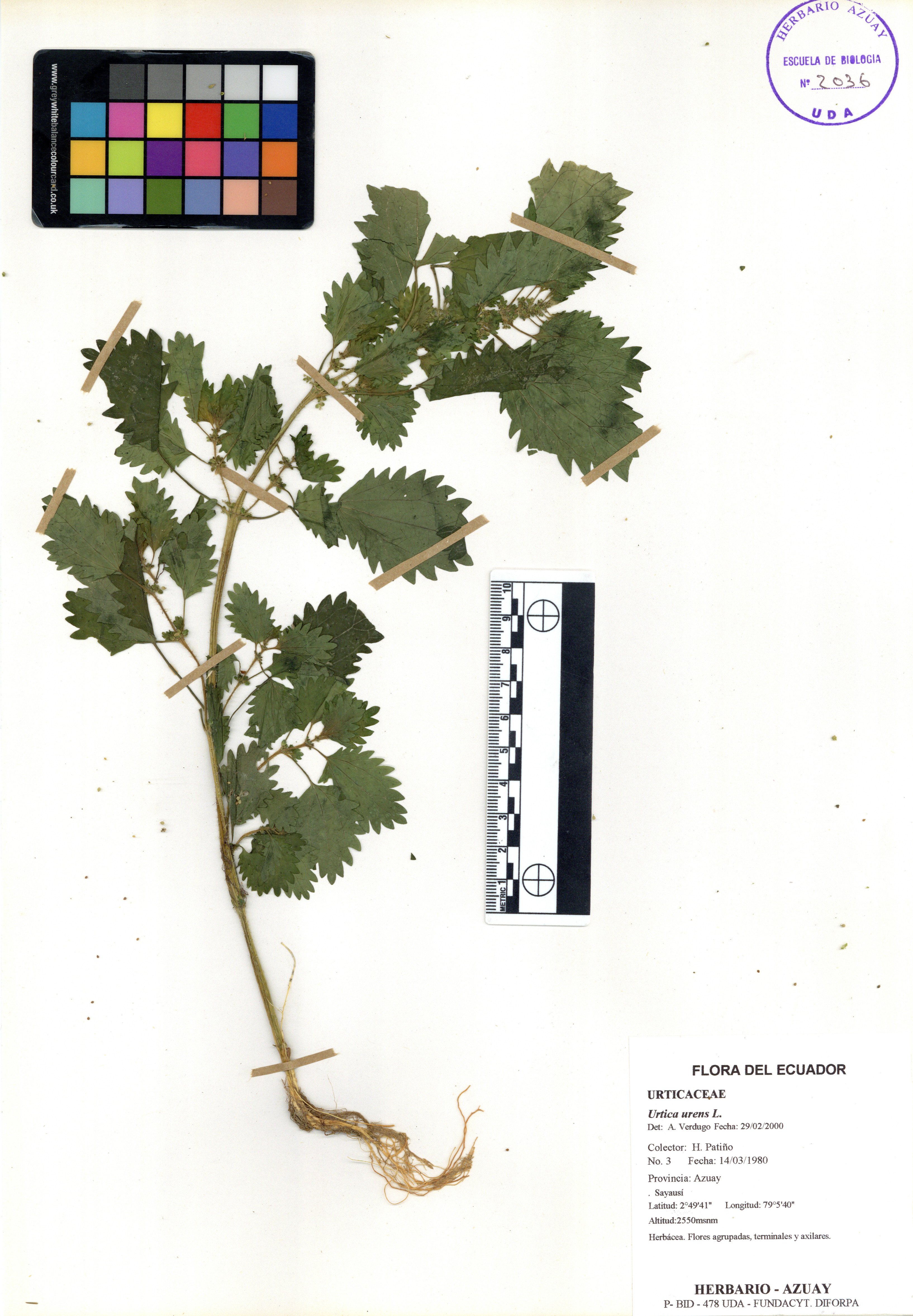 Urtica urens L.