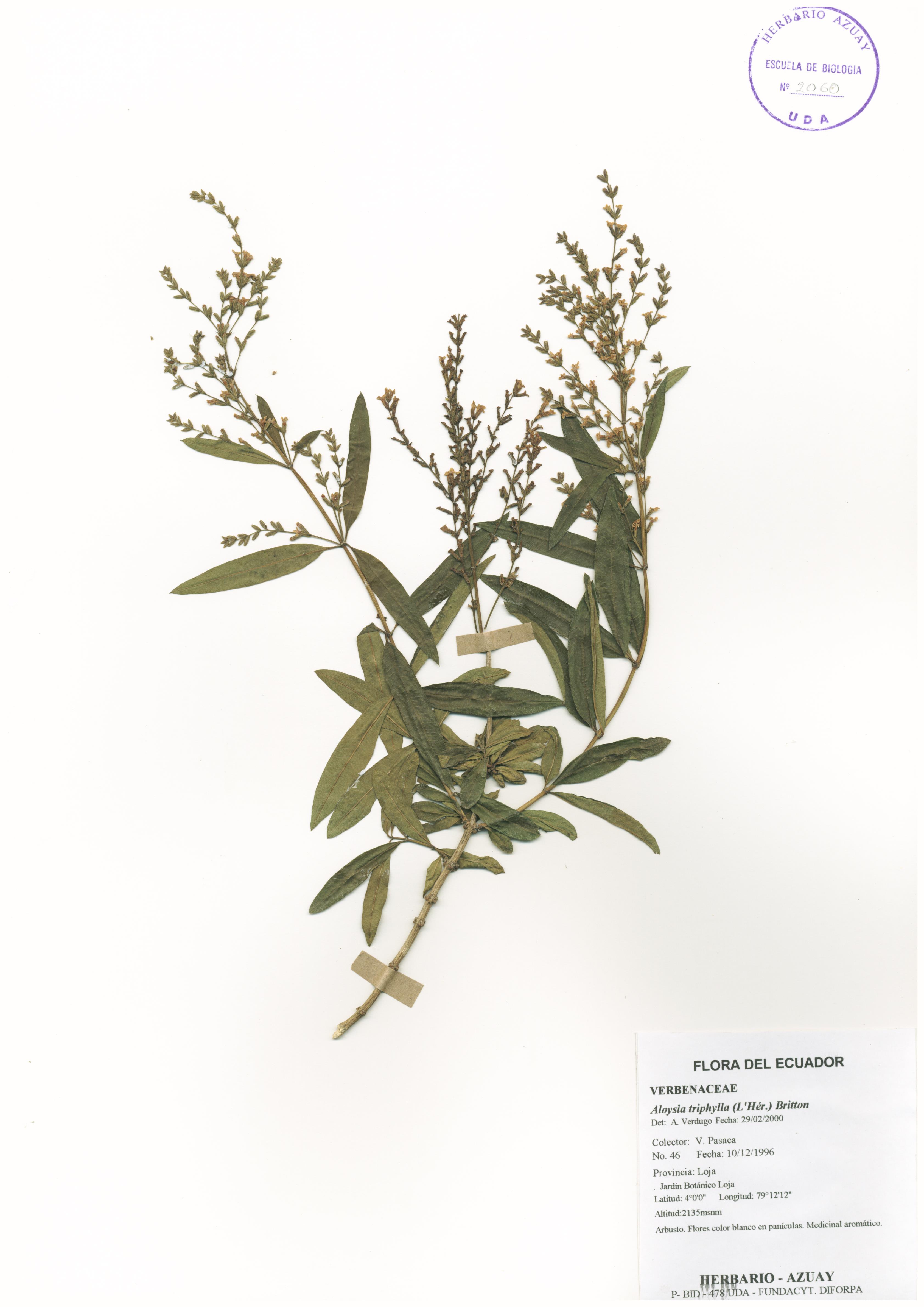 Aloysia triphylla (L'Hér.) Britton