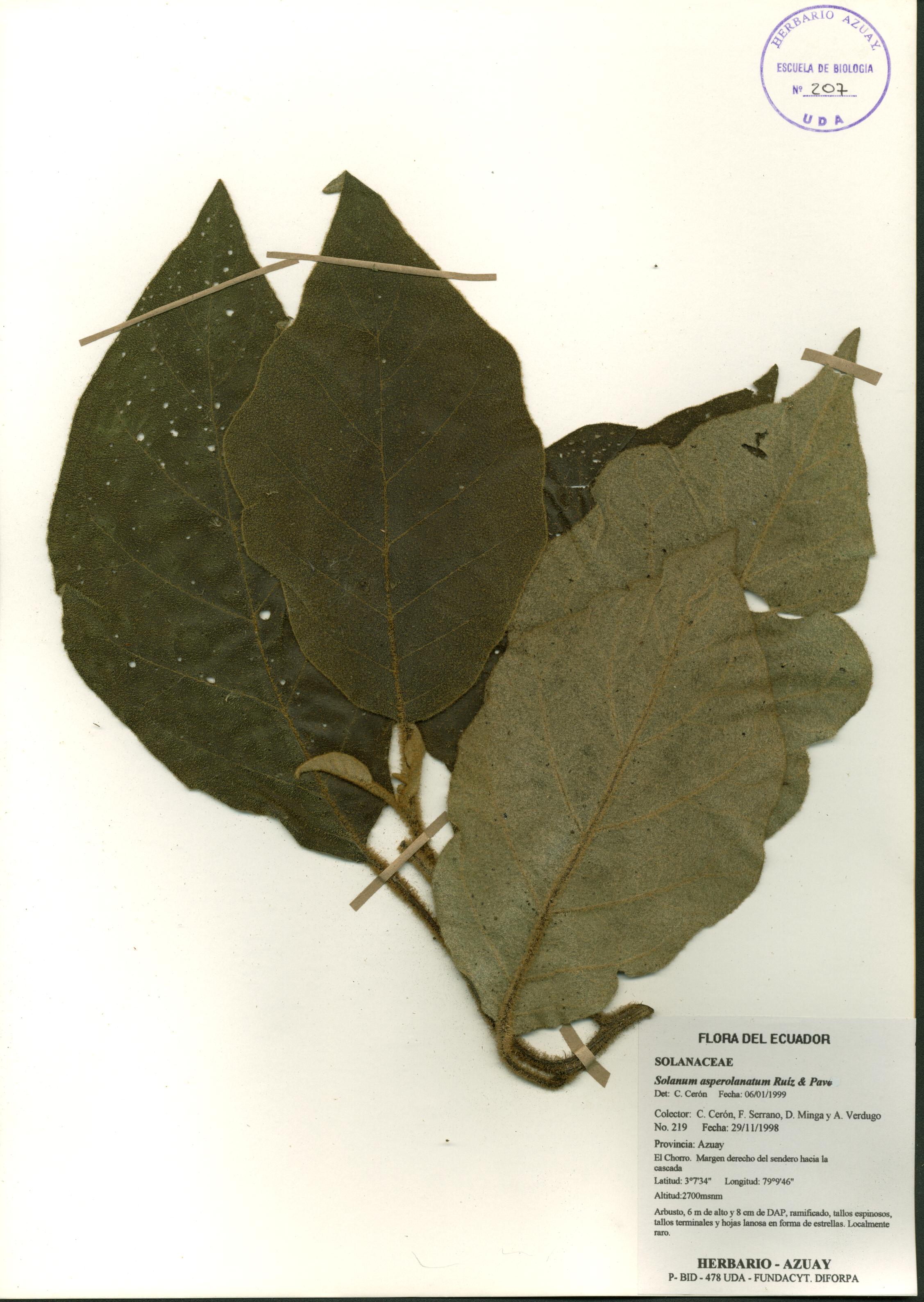 Solanum asperolanatum Ruiz & Pav.
