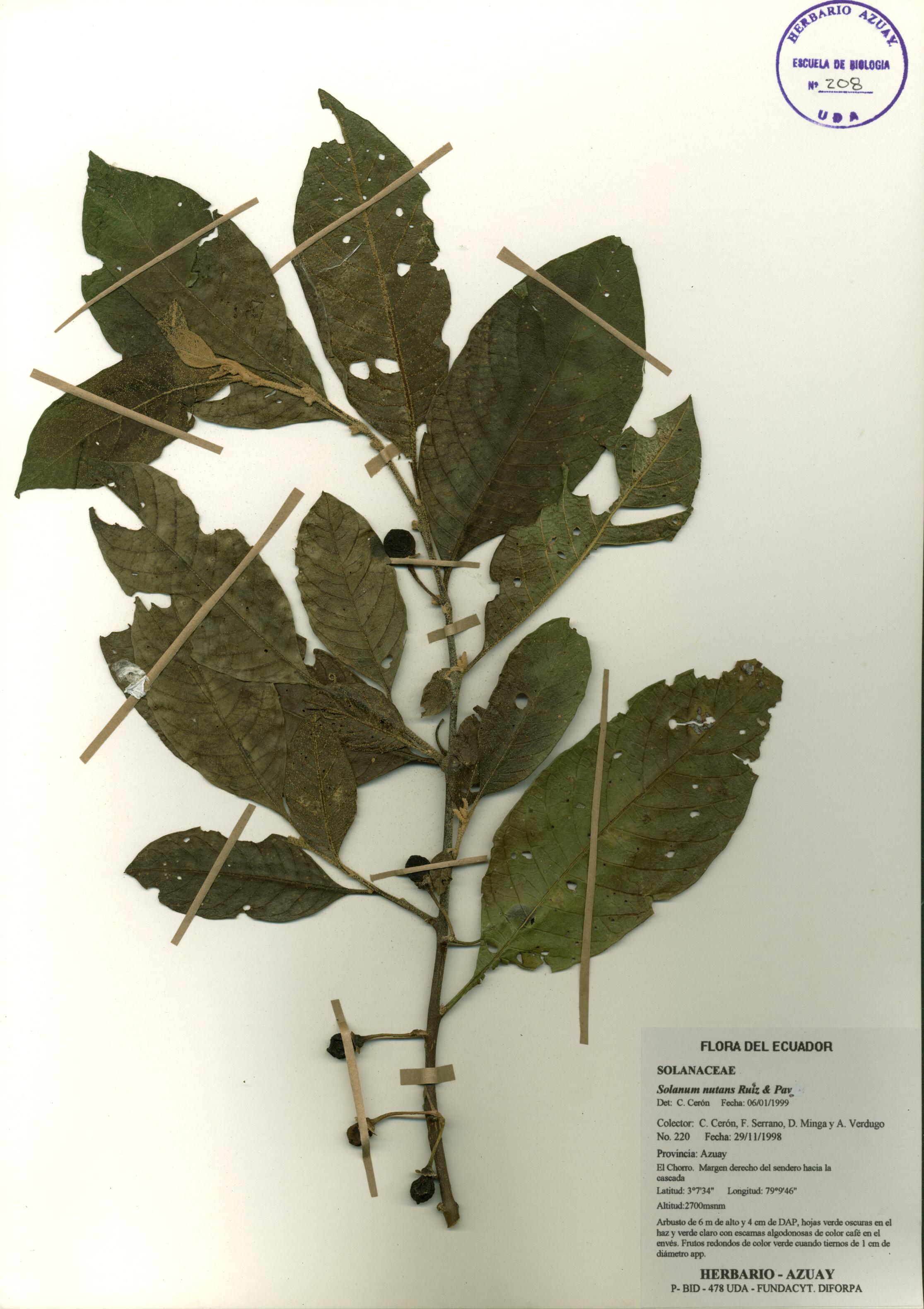 Solanum nutans Ruiz & Pav.