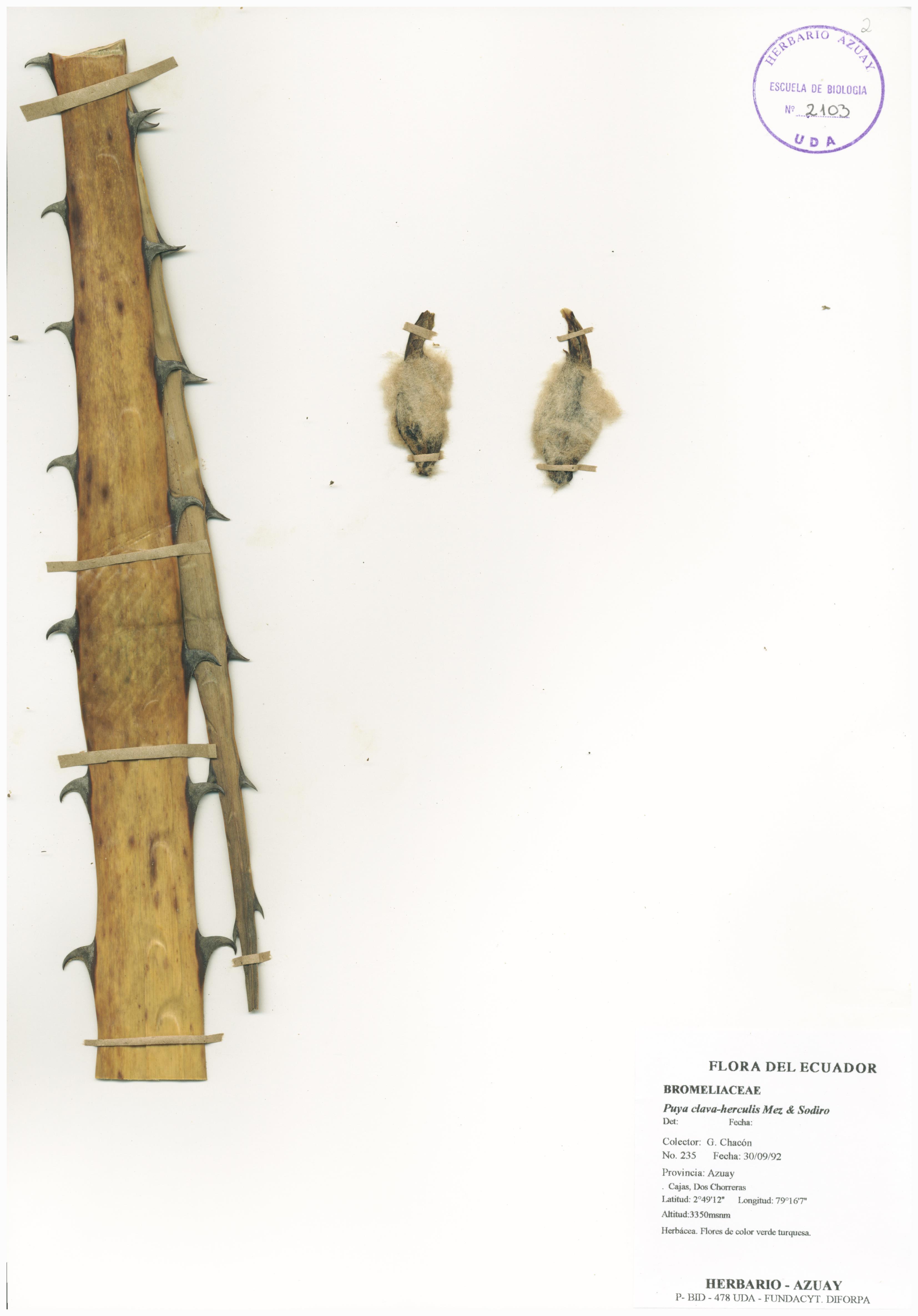 Puya clava-herculis Mez & Sodiro