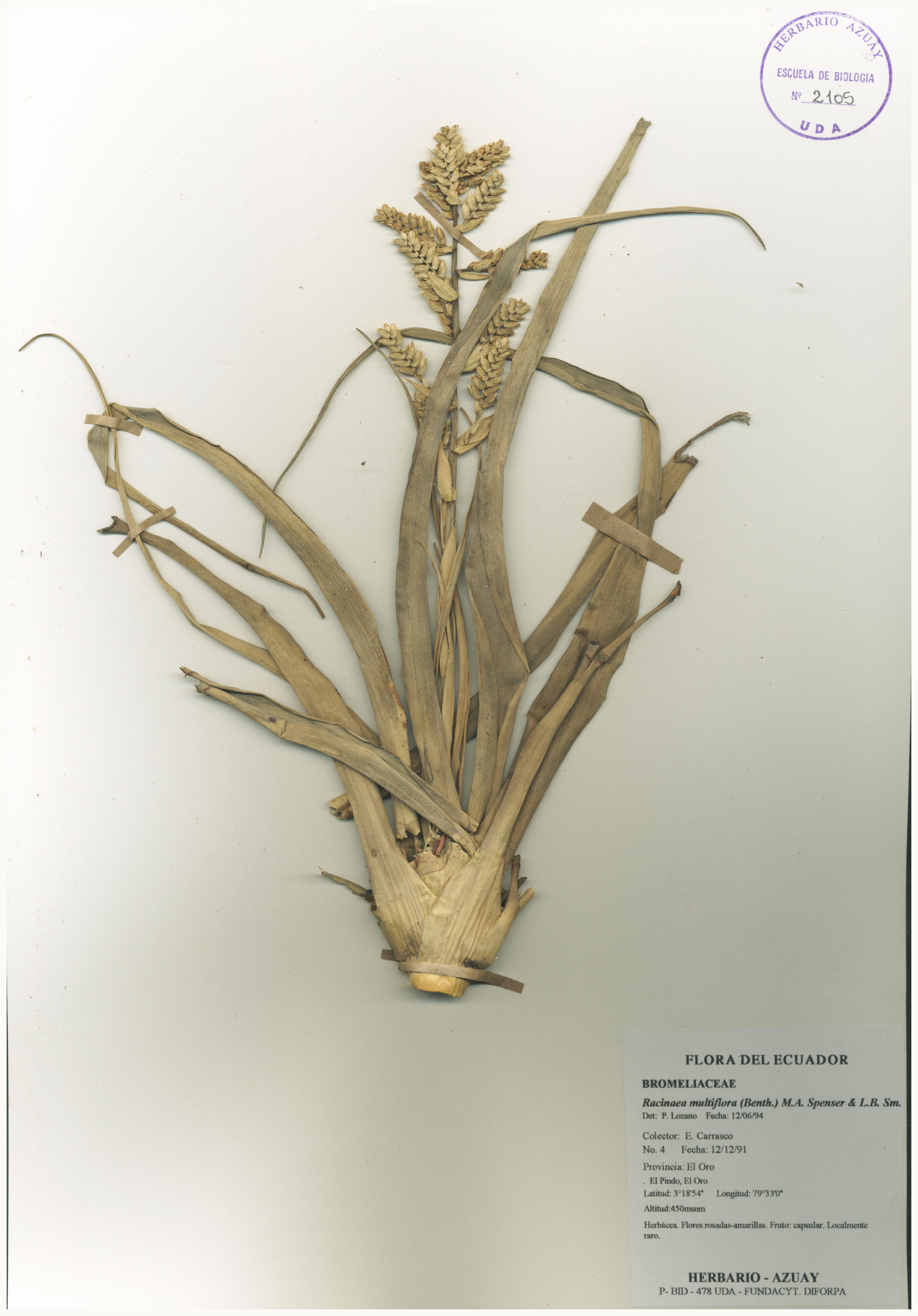 Racinaea multiflora (Benth.) M.A. Spencer & L.B. Sm.