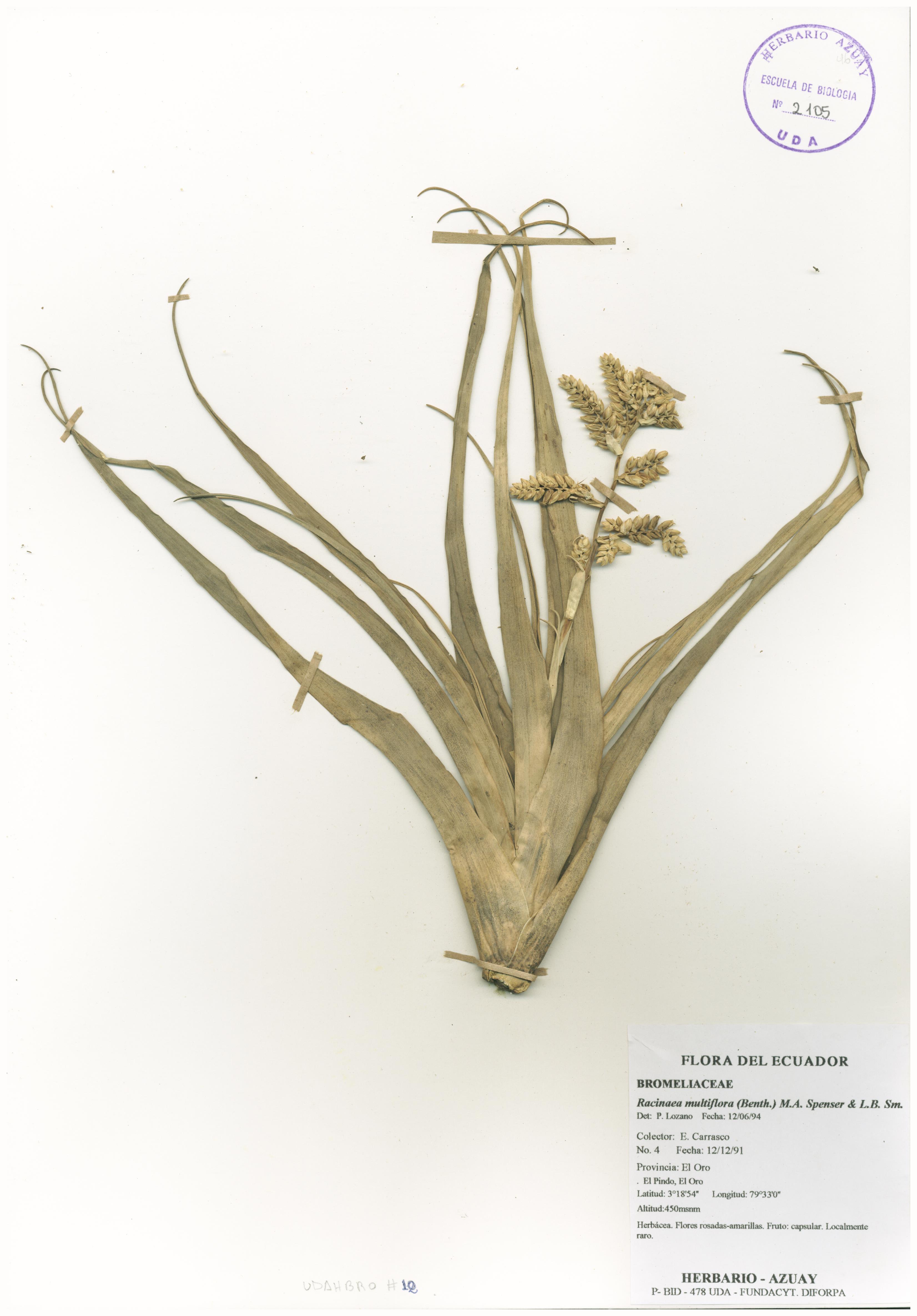 Racinaea multiflora (Benth.) M.A. Spencer & L.B. Sm.