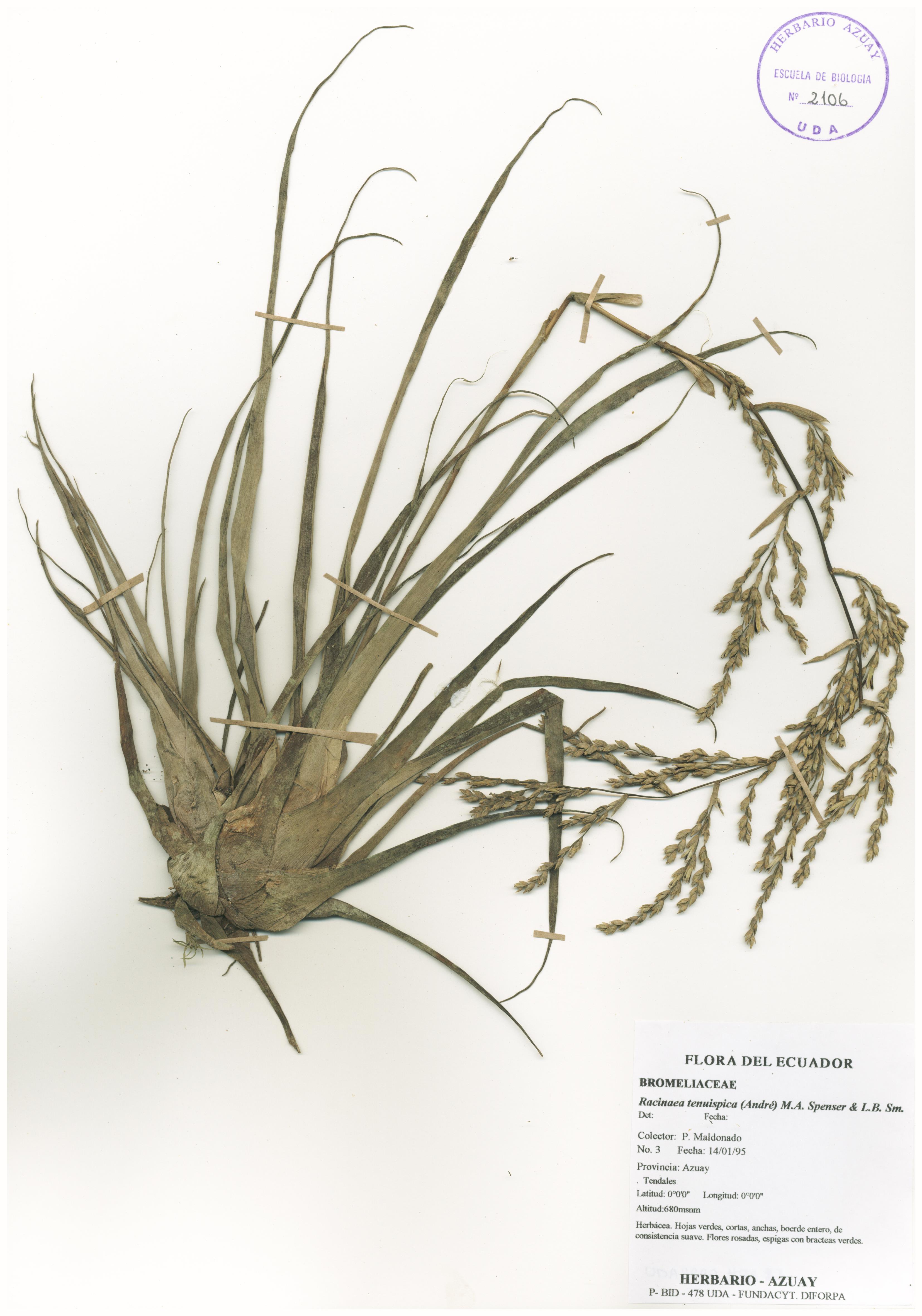 Racinaea tenuispica (André) M.A. Spencer & L.B. Sm.