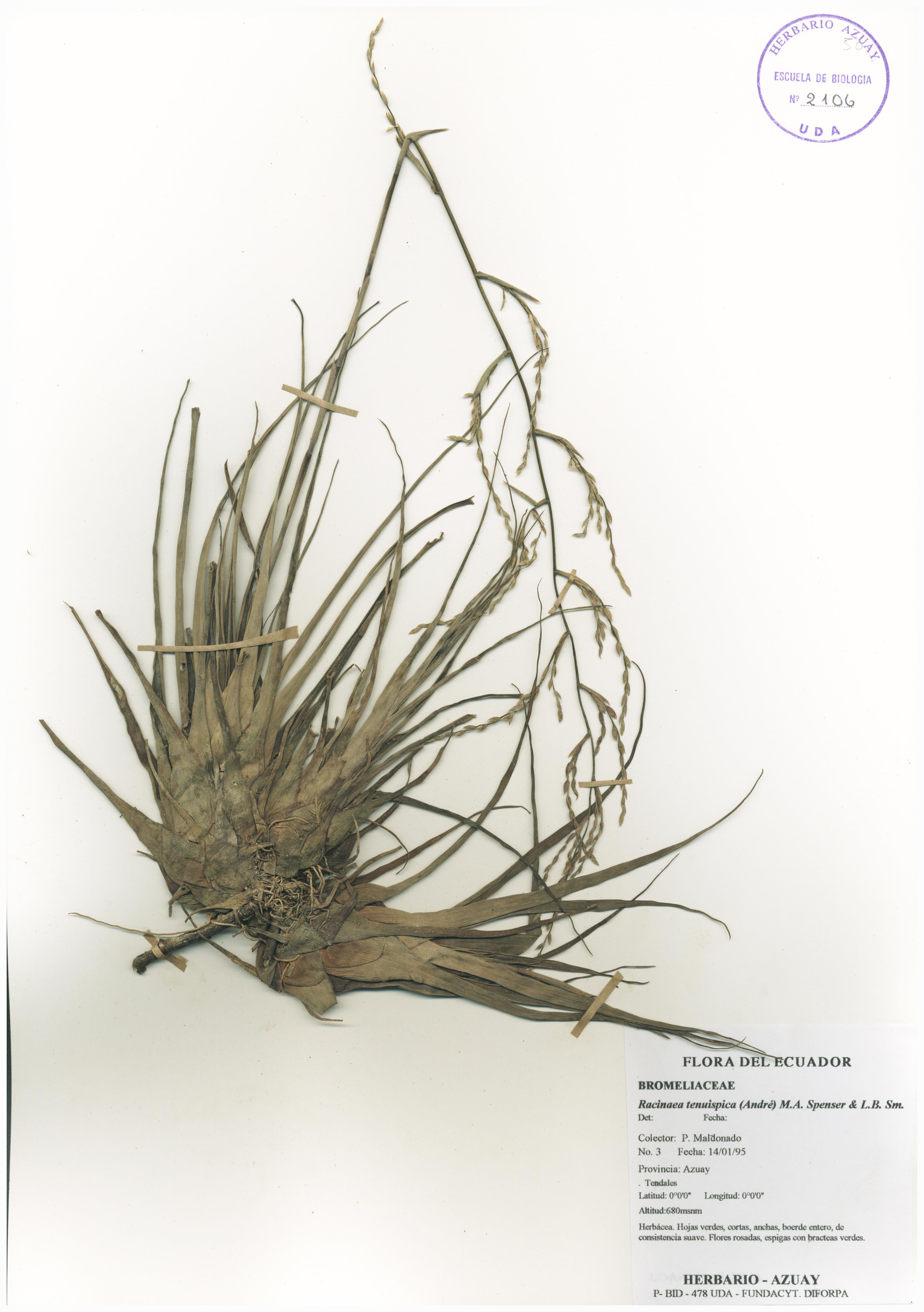 Racinaea tenuispica (André) M.A. Spencer & L.B. Sm.