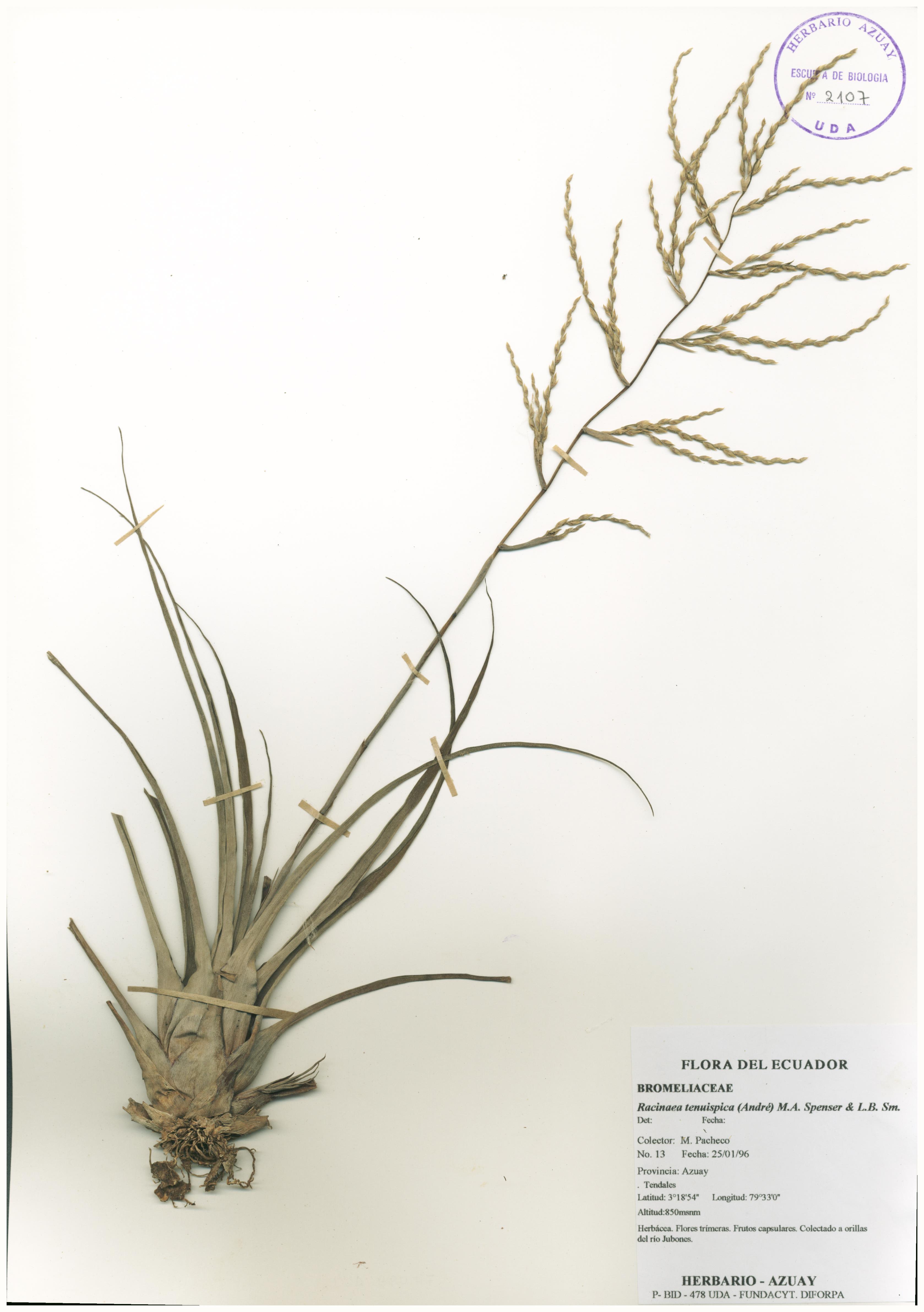Racinaea tenuispica (André) M.A. Spencer & L.B. Sm.