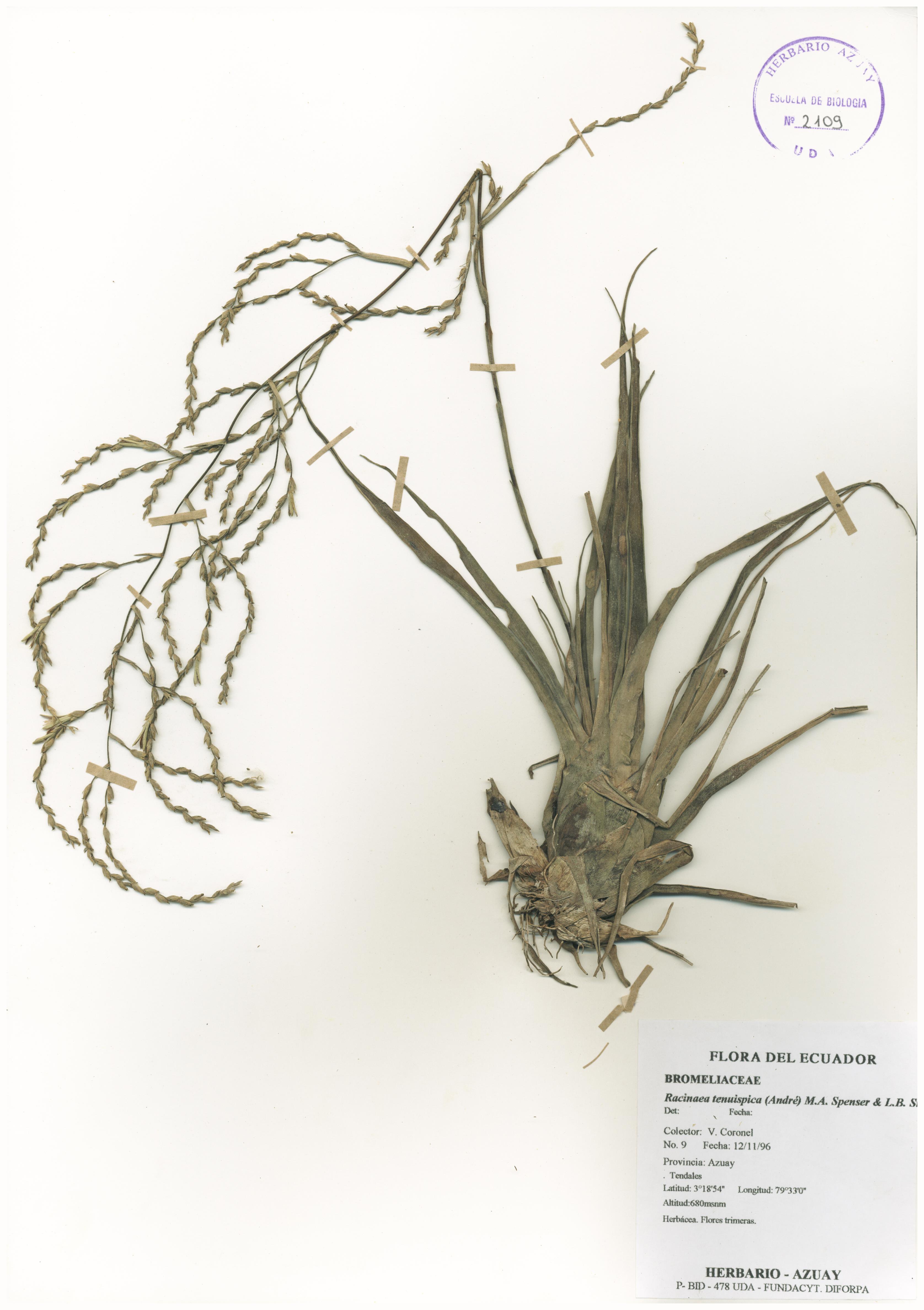 Racinaea tenuispica (André) M.A. Spencer & L.B. Sm.