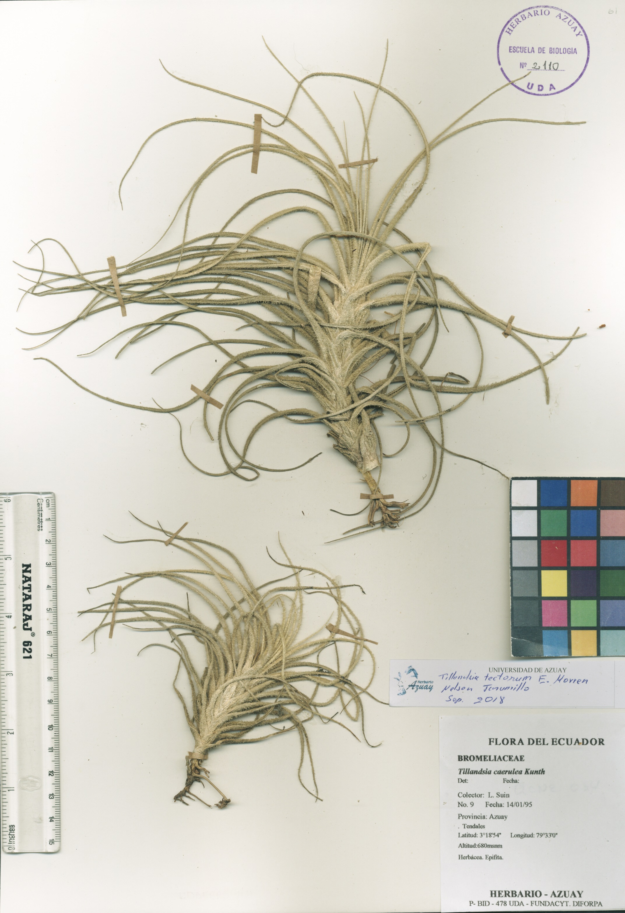 Tillandsia tectorum E. Morren