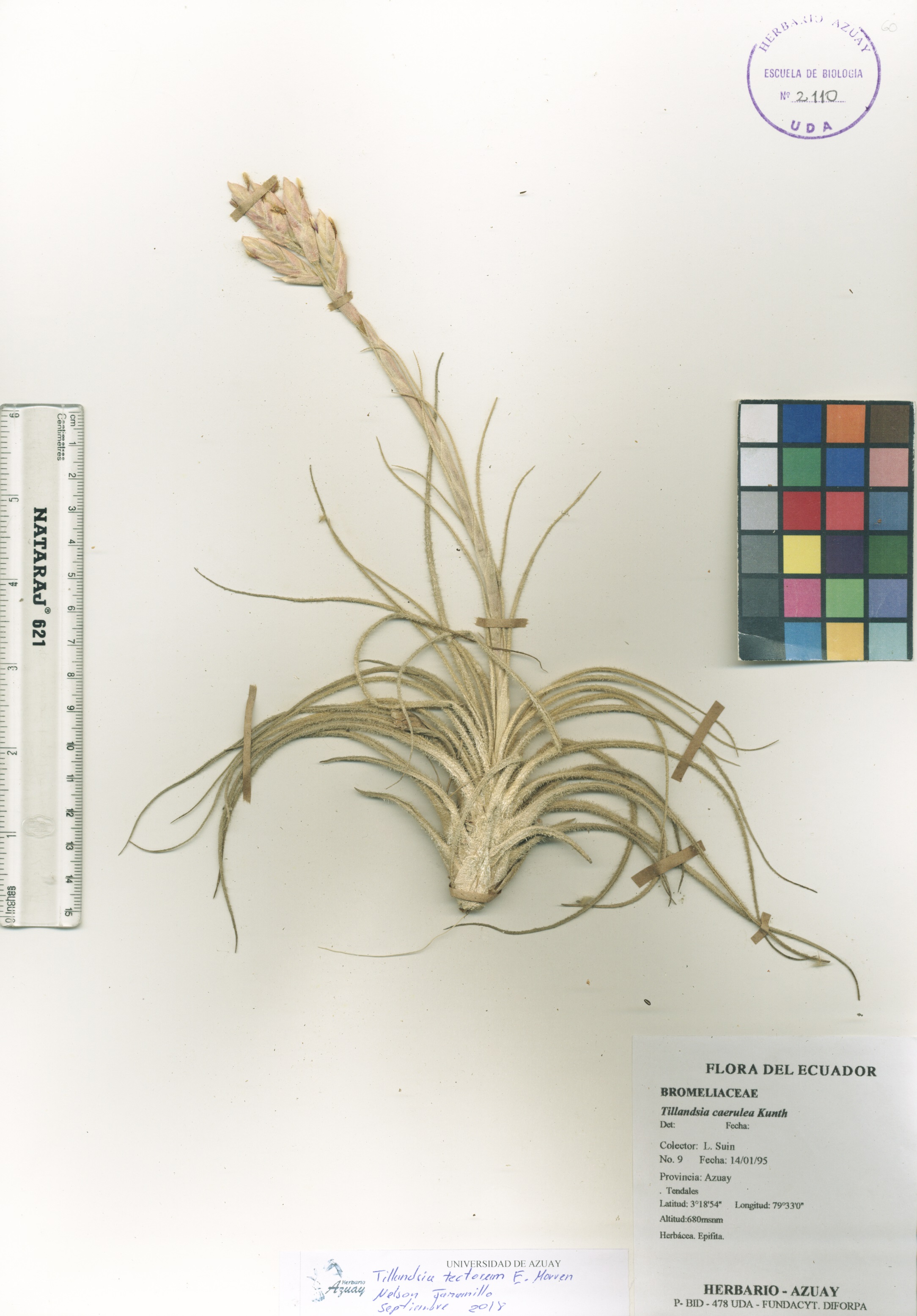 Tillandsia tectorum E. Morren