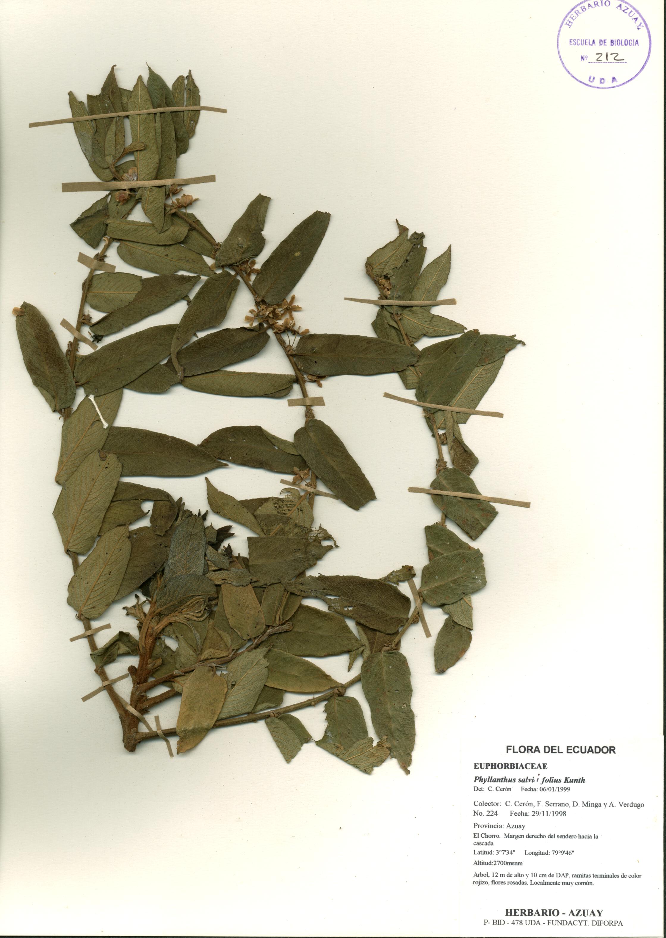 Phyllanthus salviifolius Kunth