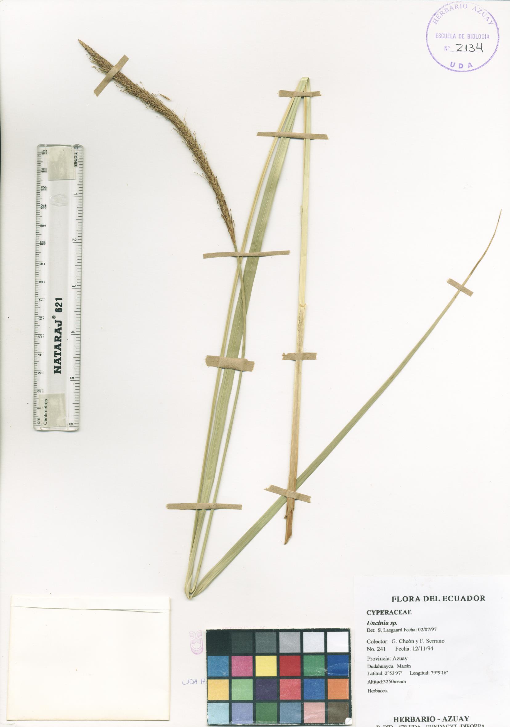 Uncinia sp. SIN DETERMINAR