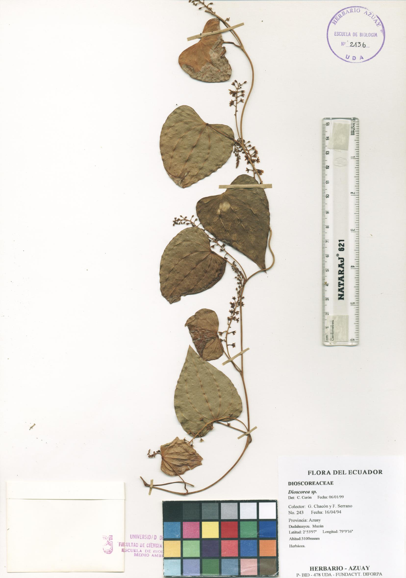 Dioscorea sp. SIN DETERMINAR