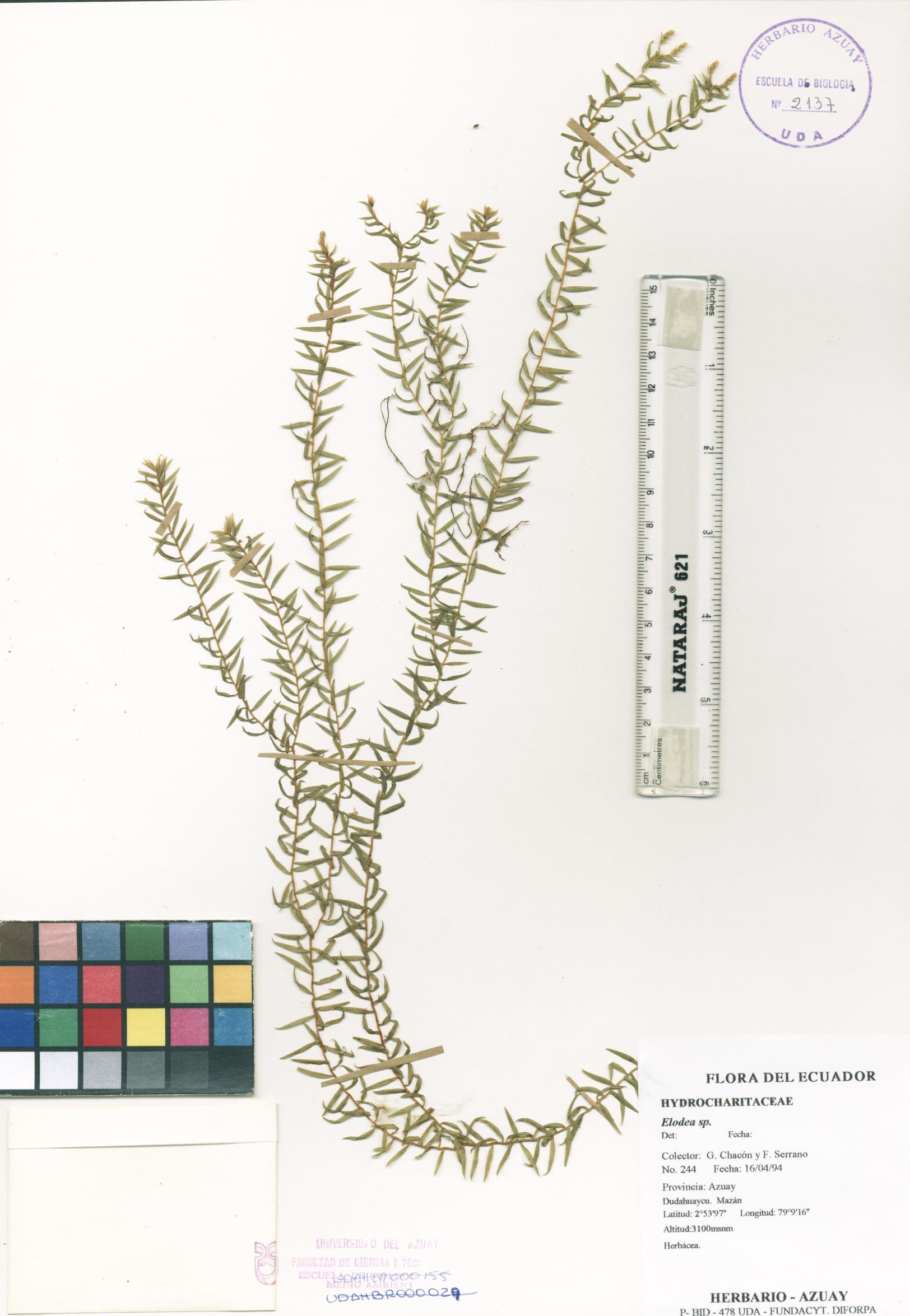 Elodea sp. SIN DETERMINAR