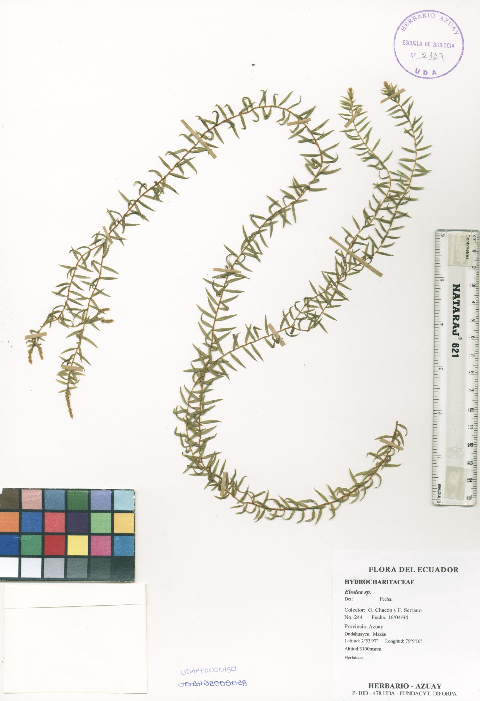Elodea sp. SIN DETERMINAR