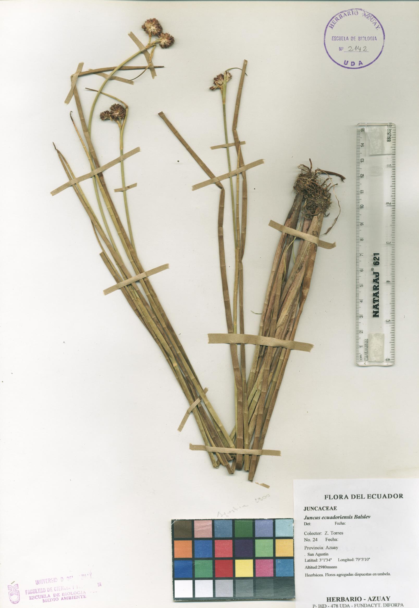 Juncus ecuadoriensis Balslev