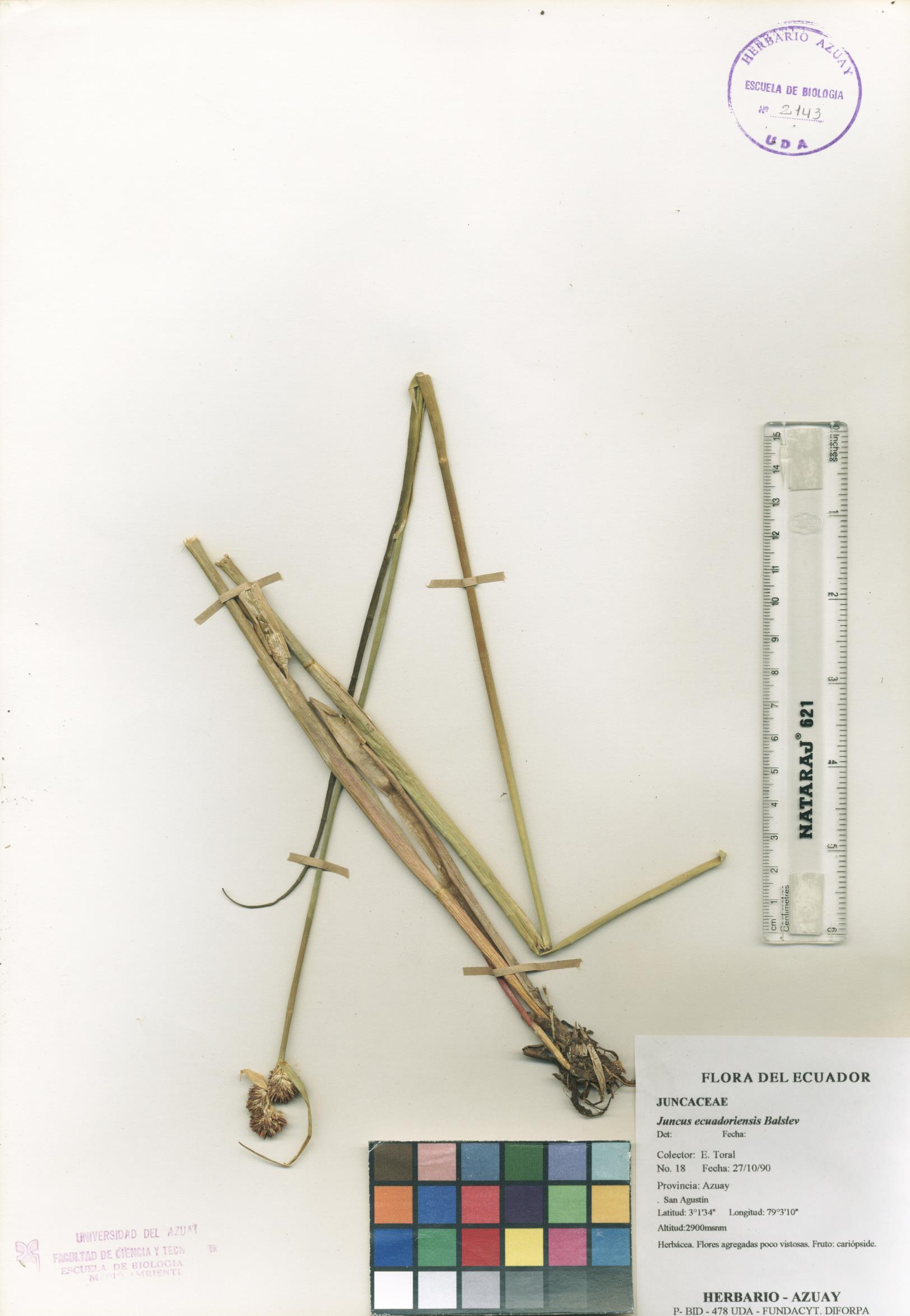 Juncus ecuadoriensis Balslev