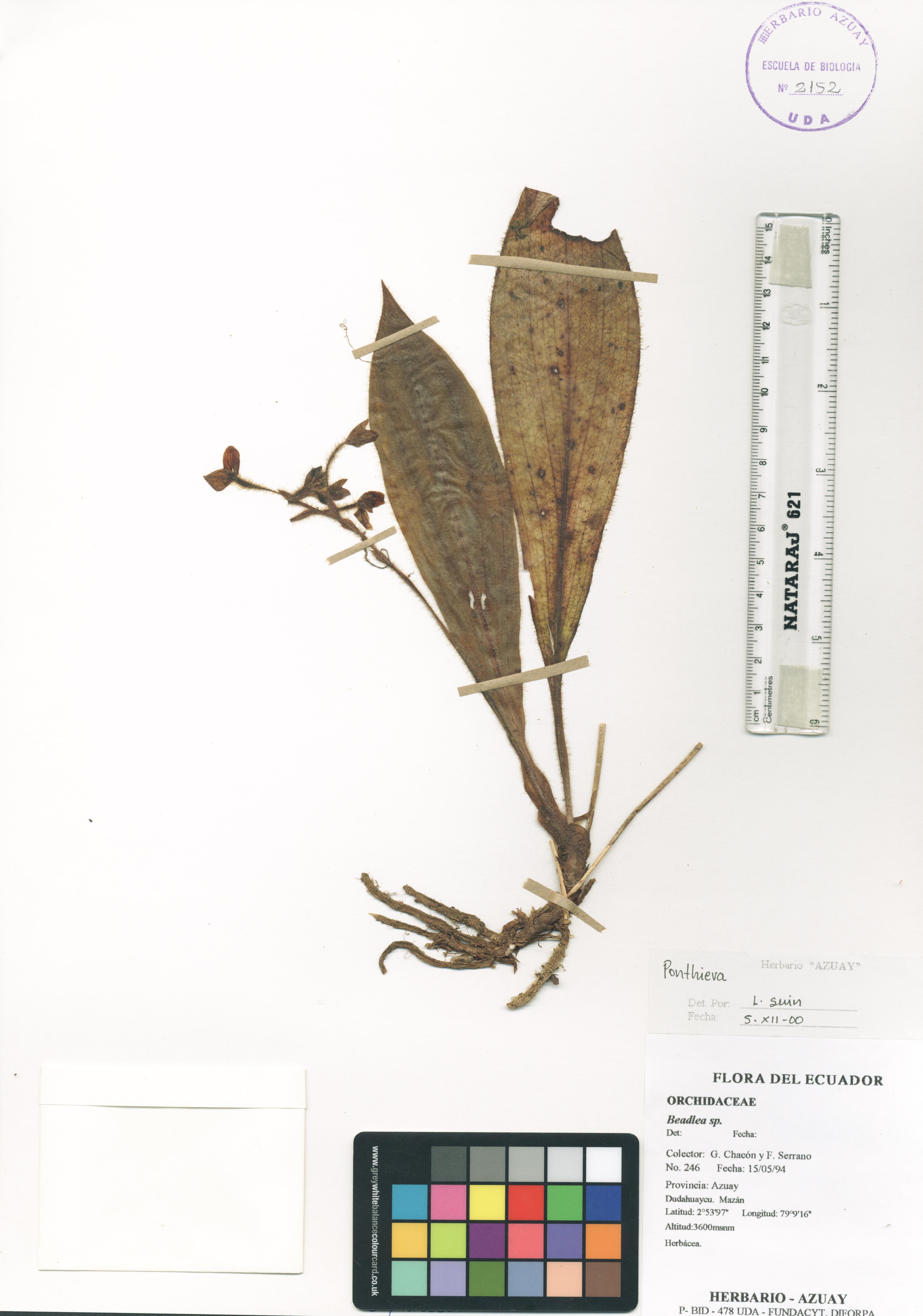 Ponthieva sp. SIN DETERMINAR