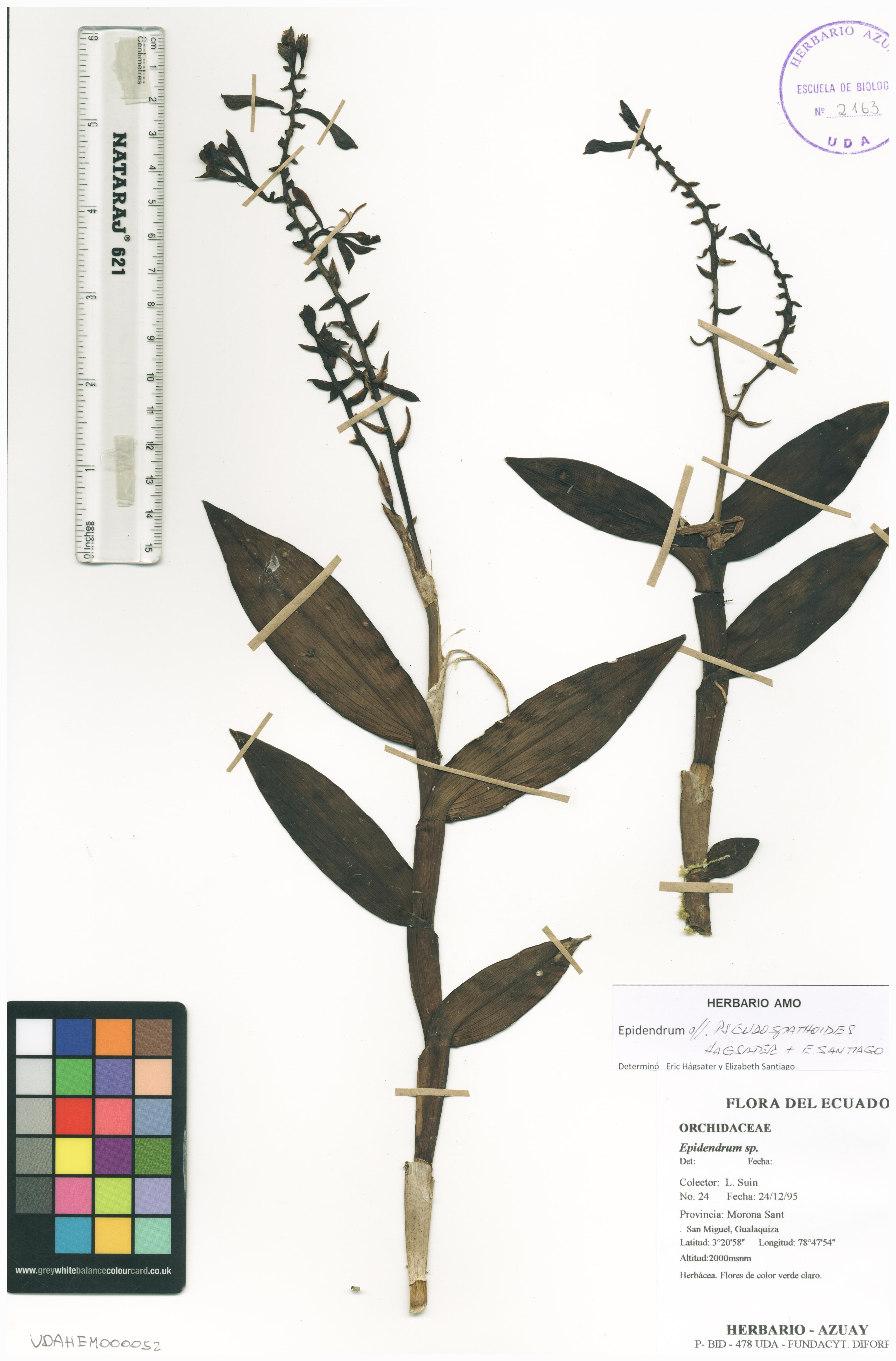 Epidendrum pseudospathoides Hágsater & E. Santiago