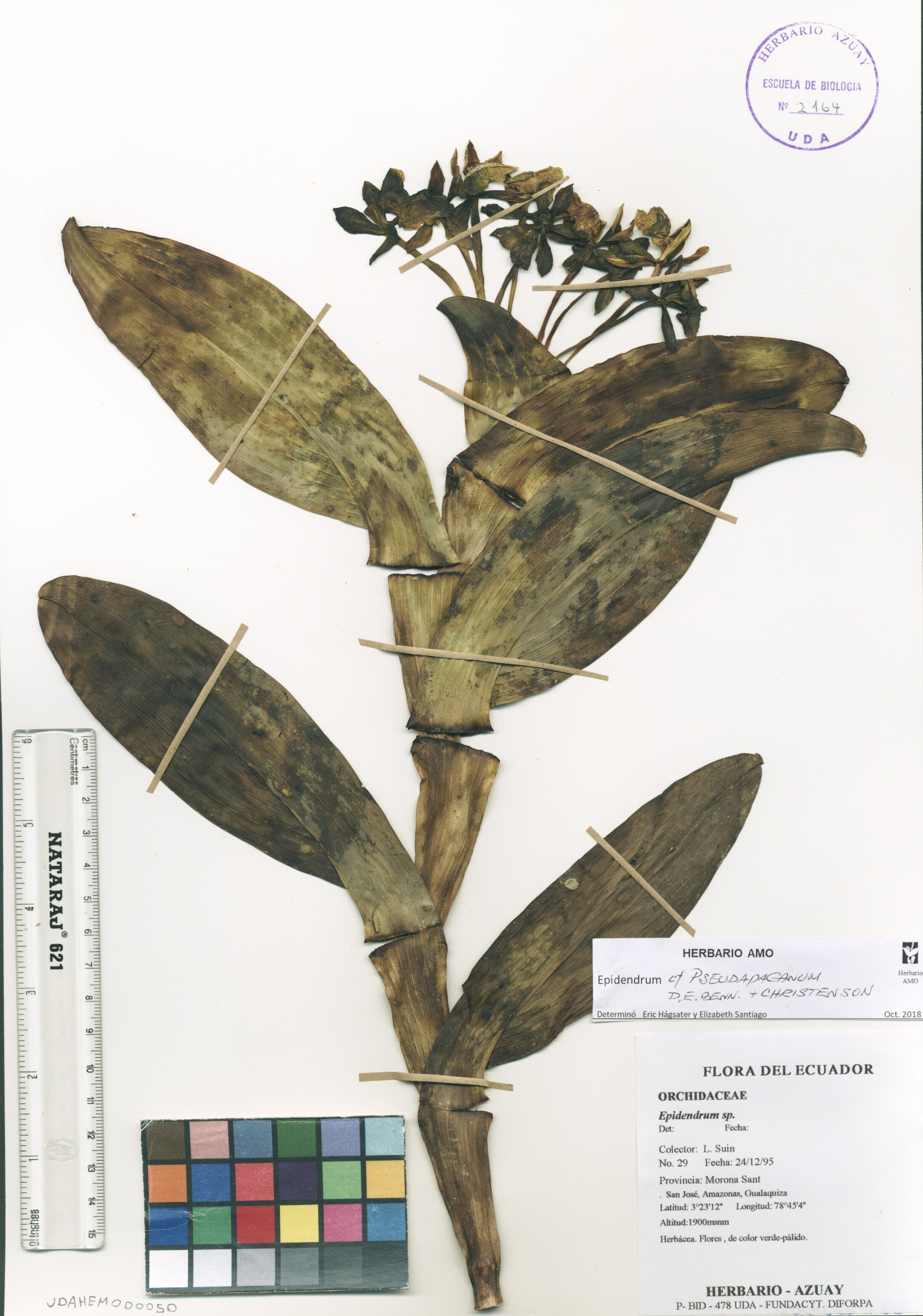 Epidendrum pseudapaganum D.E.Benn. & Christenson