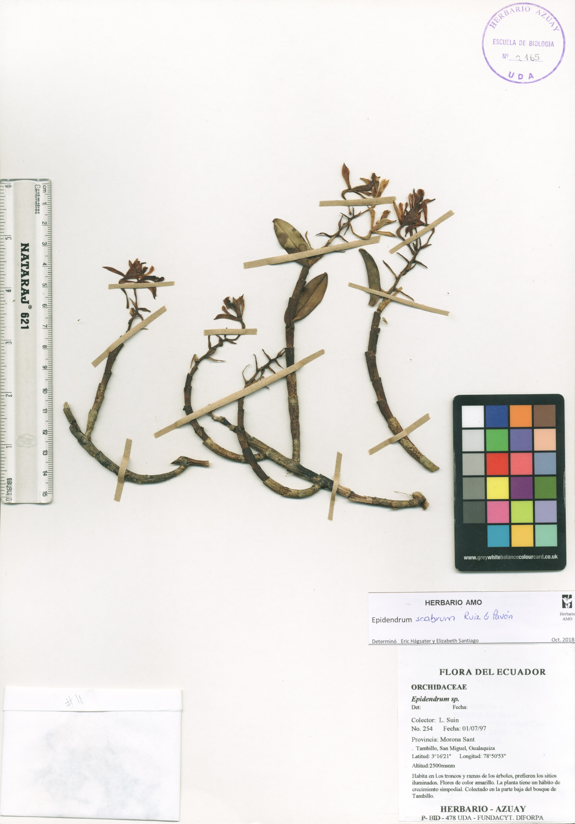 Epidendrum scabrum Ruiz & Pav.