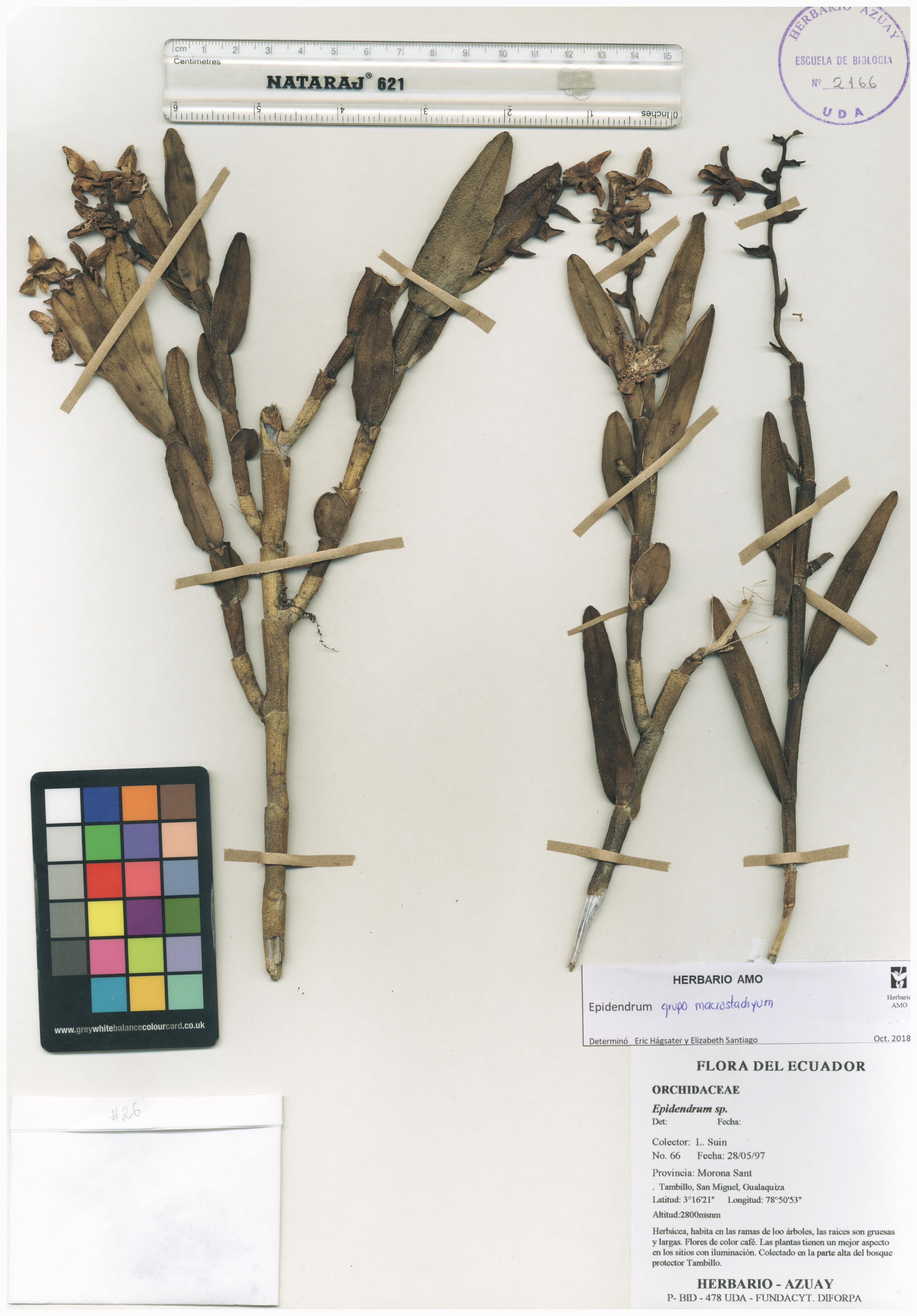 Epidendrum macrostachyum Lindl.