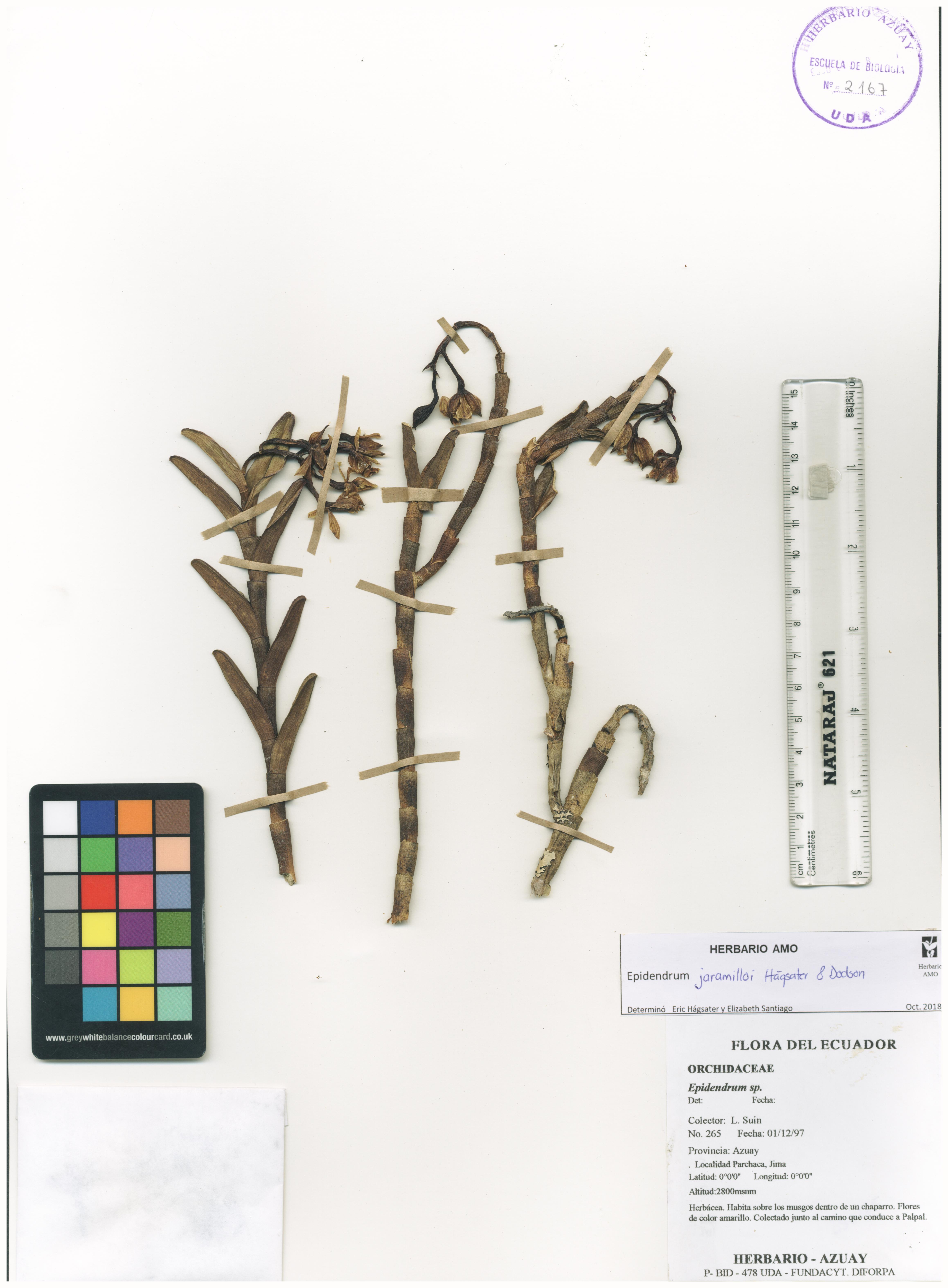 Epidendrum jaramilloi Hágsater & Dodson