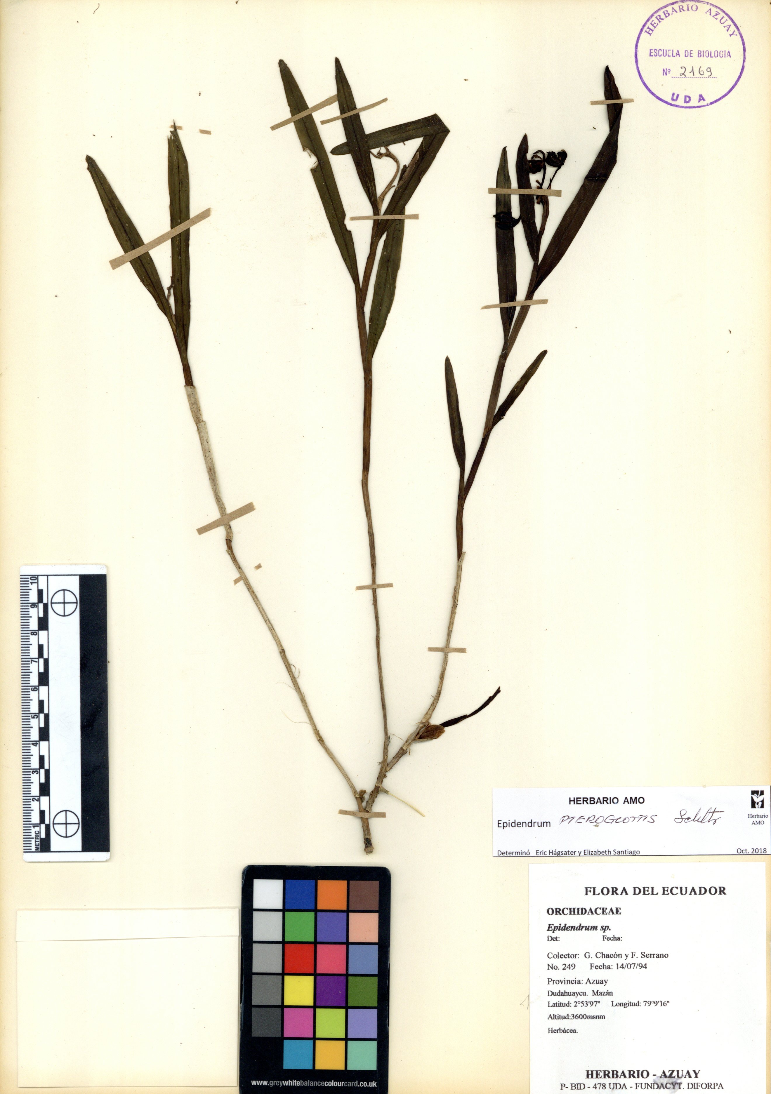 Epidendrum pteroglottis Schltr.