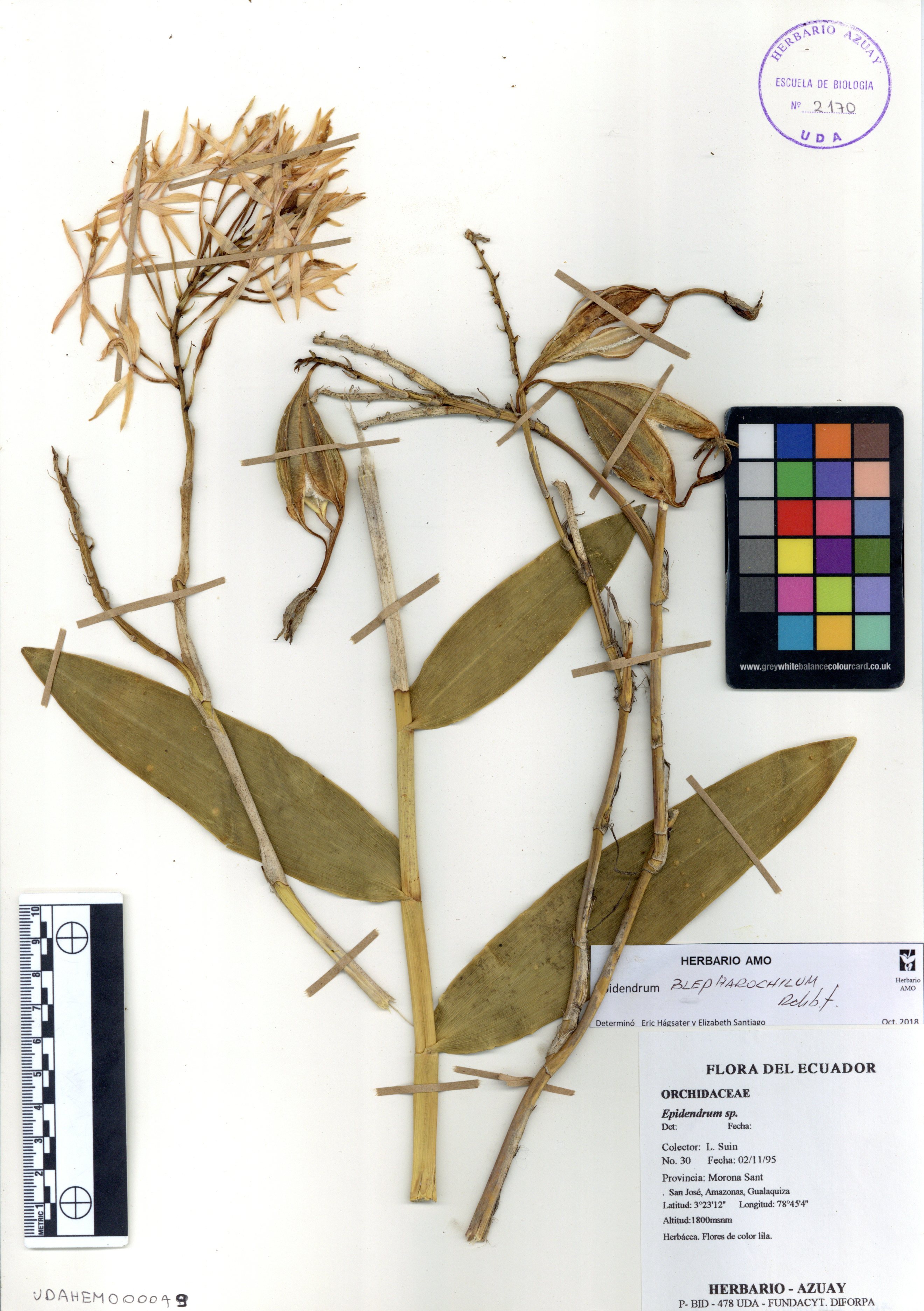 Epidendrum blepharoclinium Rchb.f.