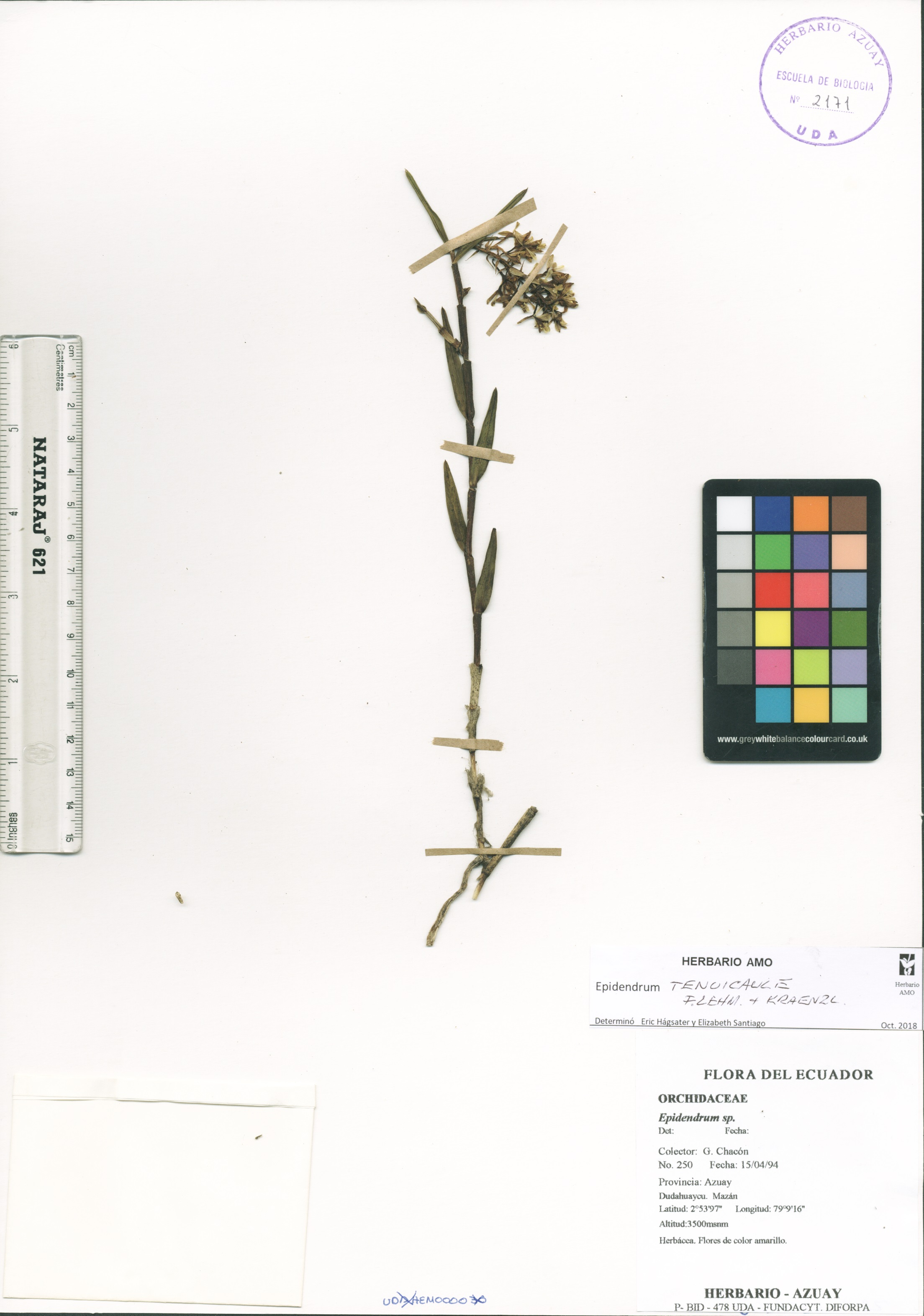 Epidendrum tenuicaule F. Lehm. & Kraenzl.