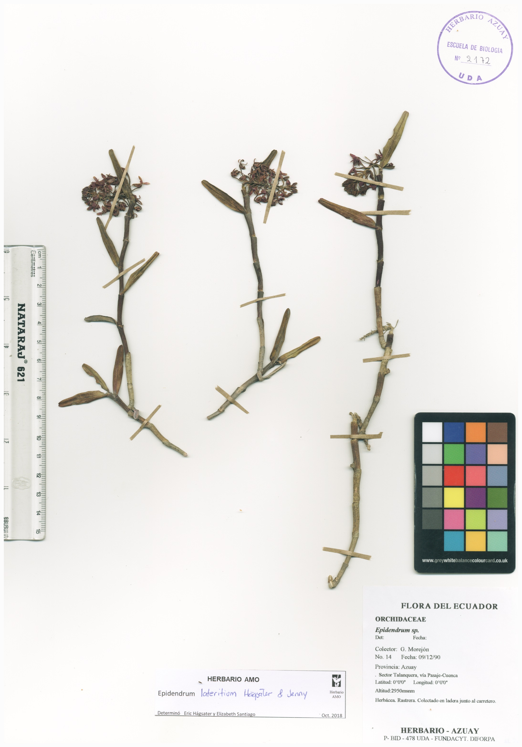 Epidendrum lateritium Hágsater & Jenny