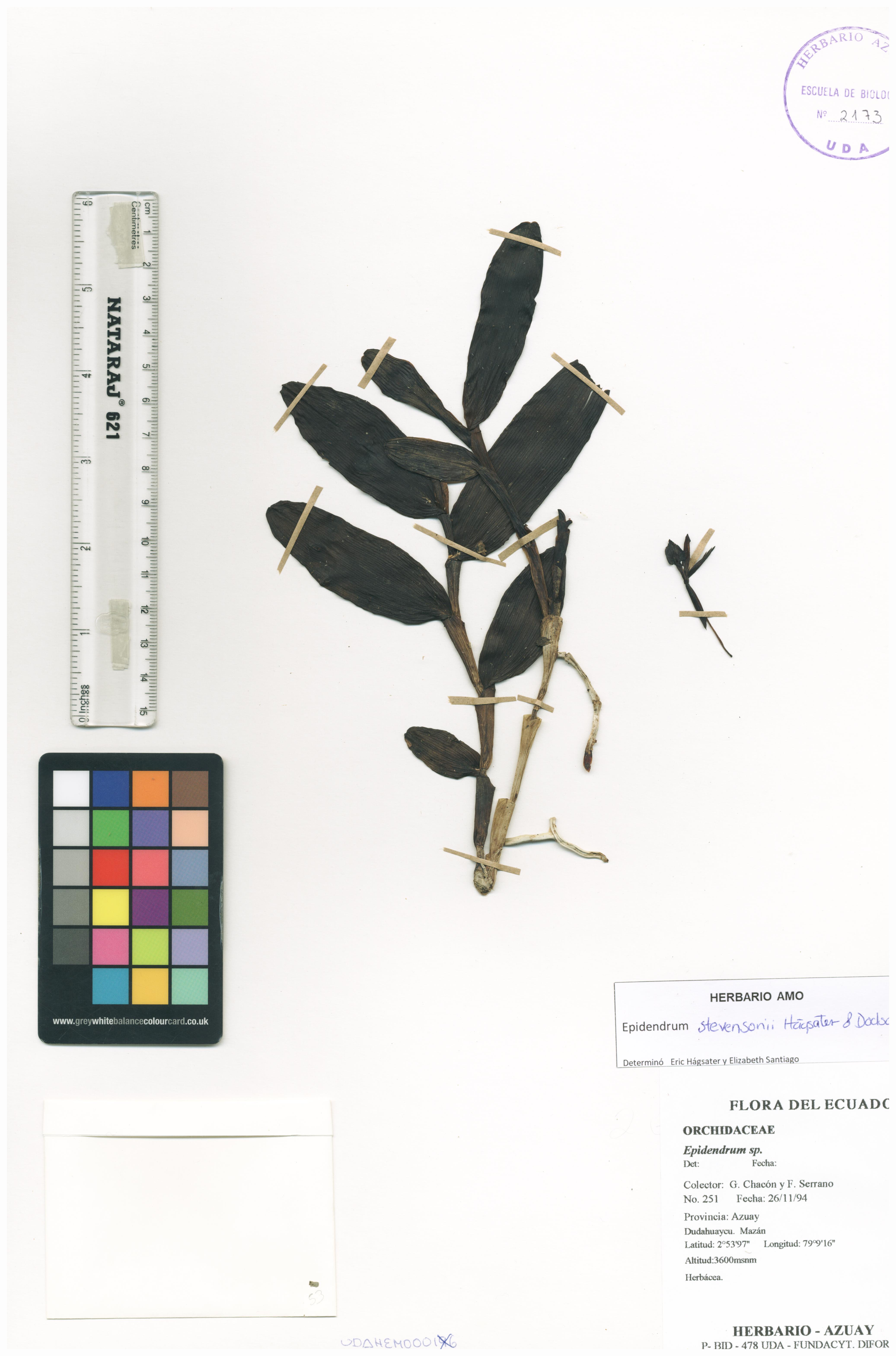 Epidendrum stevensonii Hágsater & Dodson