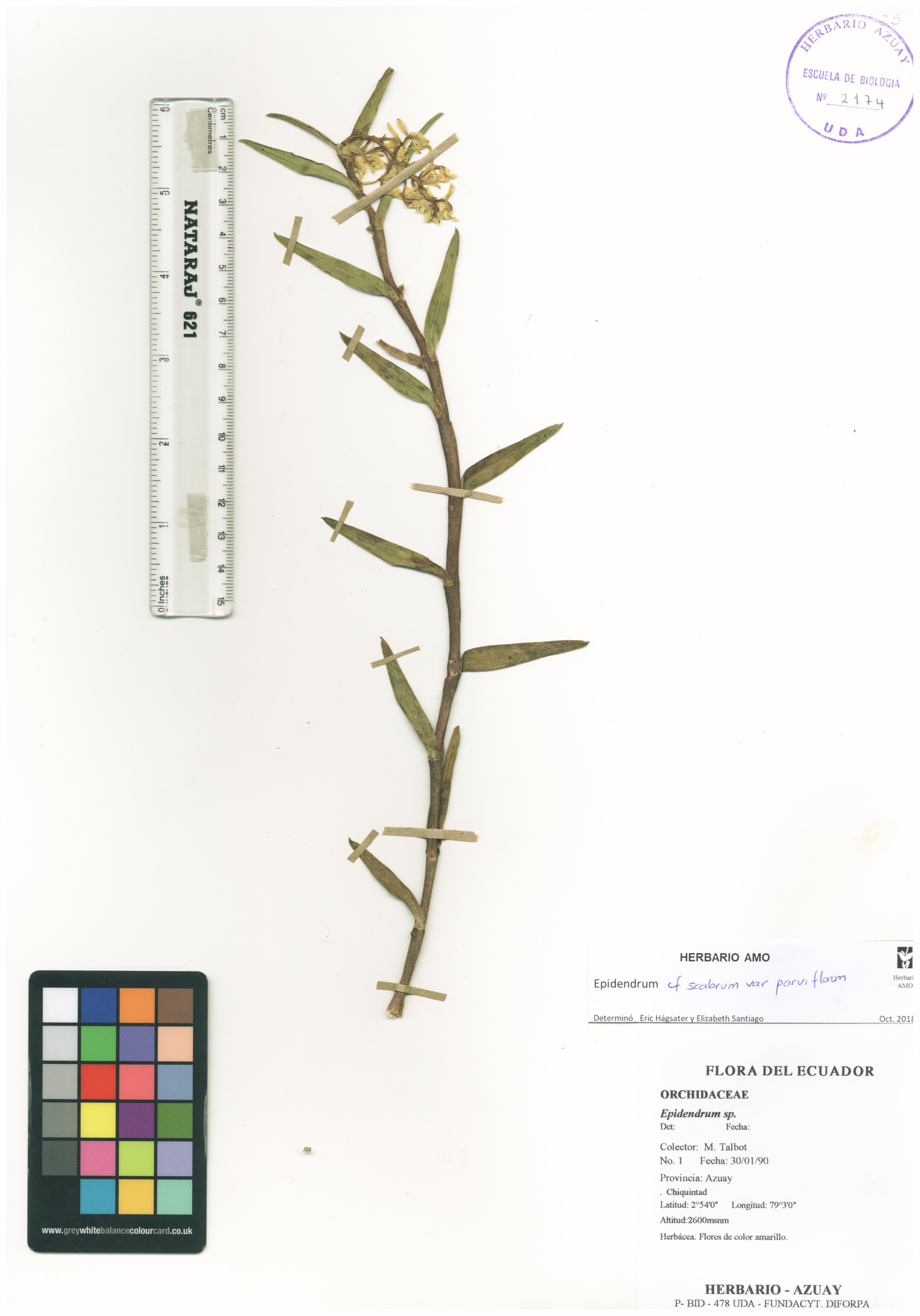 Epidendrum scabrum Ruiz & Pav.