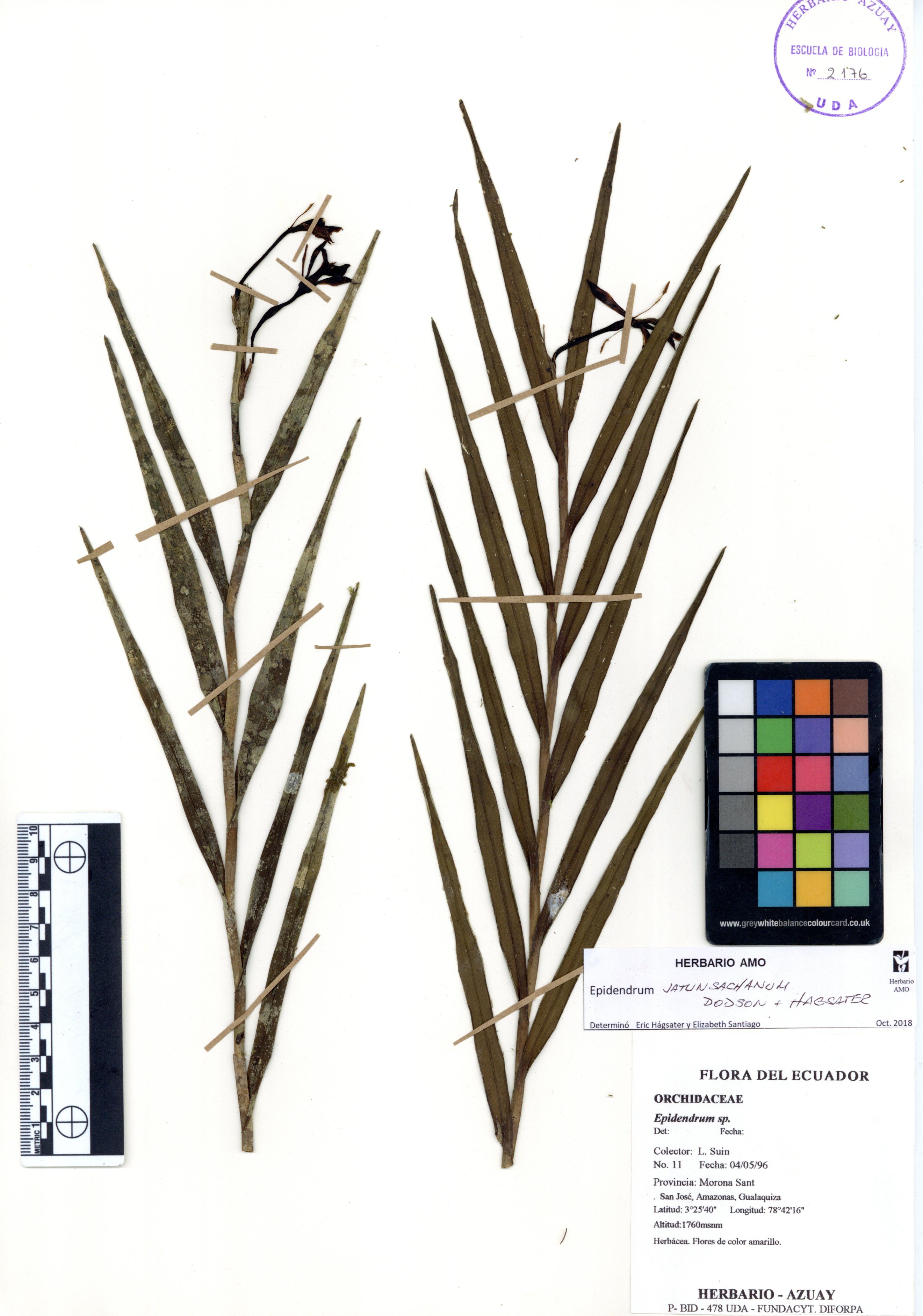 Epidendrum jatunsachanum Dodson & Hágsater
