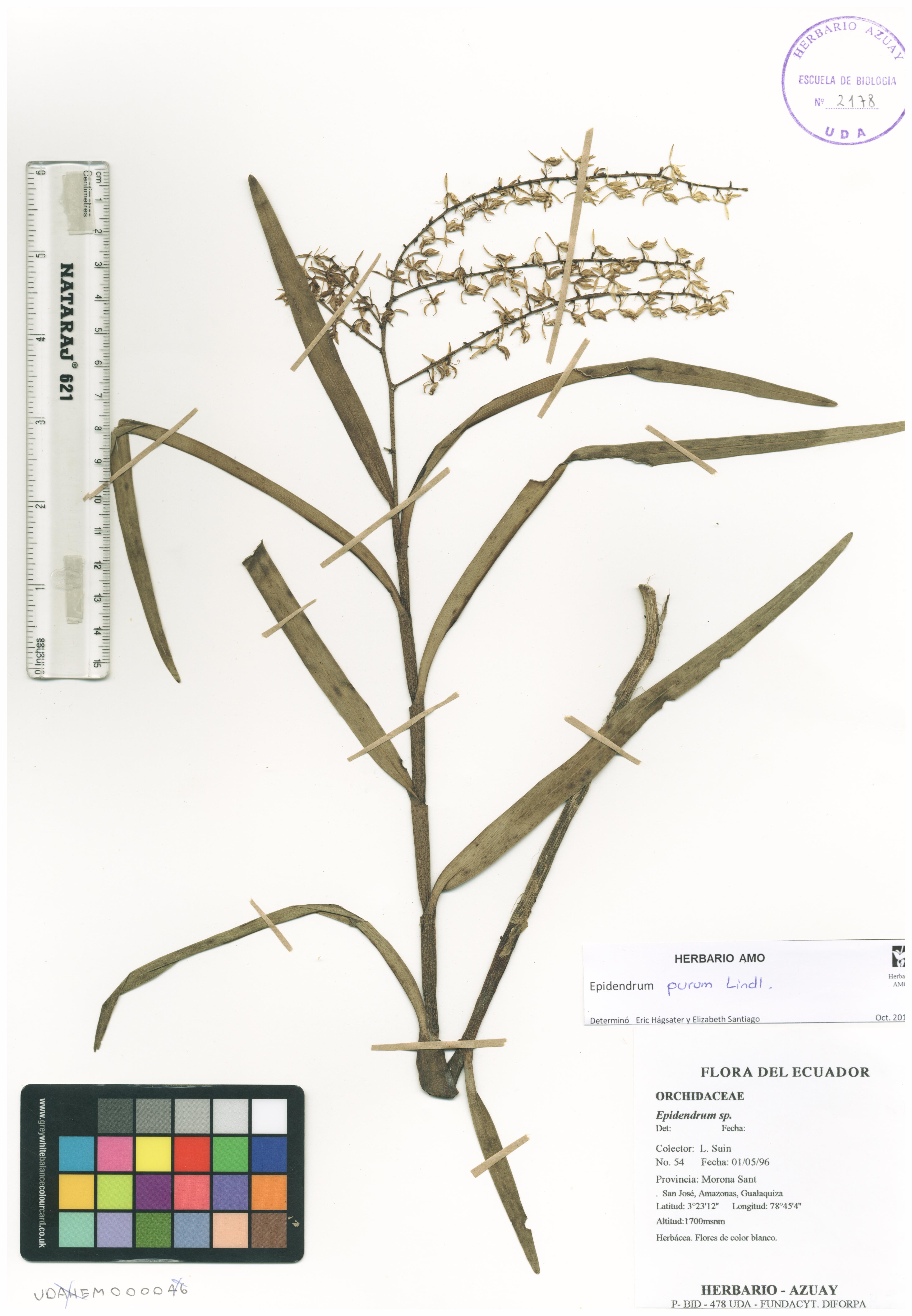 Epidendrum purum Lindl.