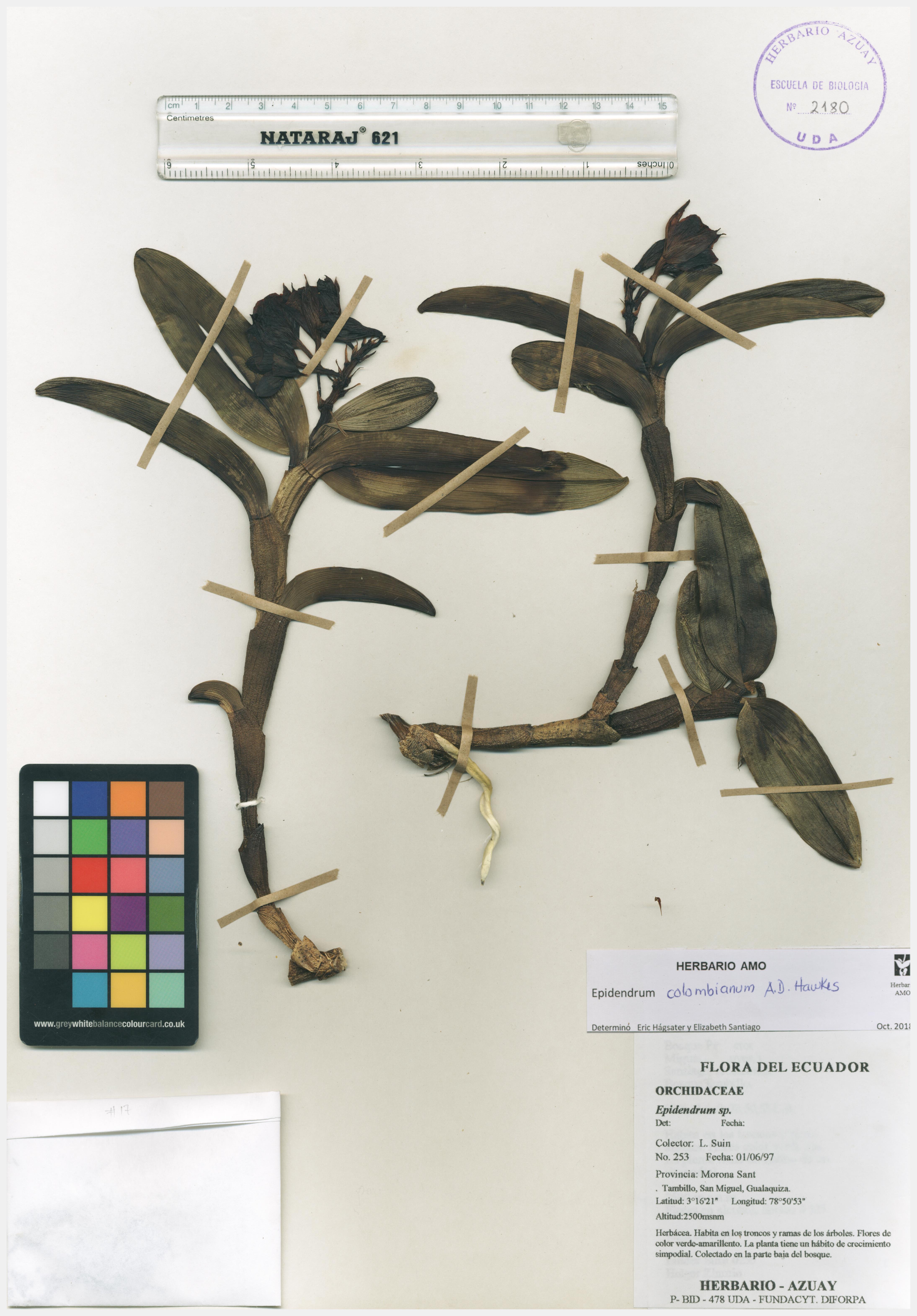 Epidendrum colombianum A.D.Hawkes
