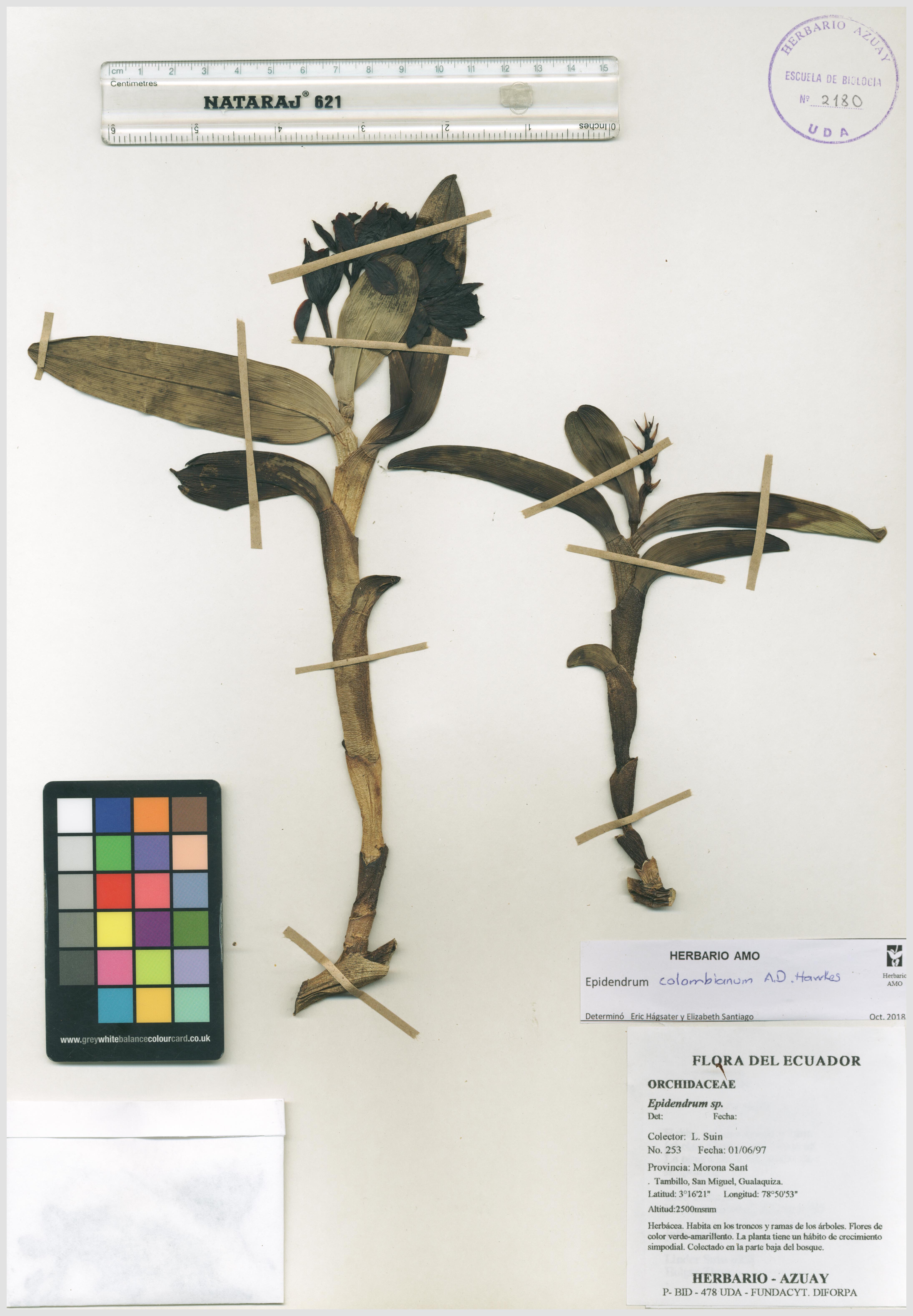 Epidendrum colombianum A.D.Hawkes